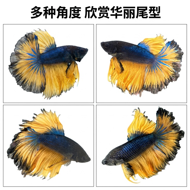 [主图 4] 多角度展示拼图，呈现不同个体半月斗鱼夸张尾部。
[氛围风格] 干净通透商品多方位展示风格；
[画质] 商业摄影质感，每张局部图都清晰真实，整体画面干净高级。
[元素] 四格拼图均匀排列，预览效果