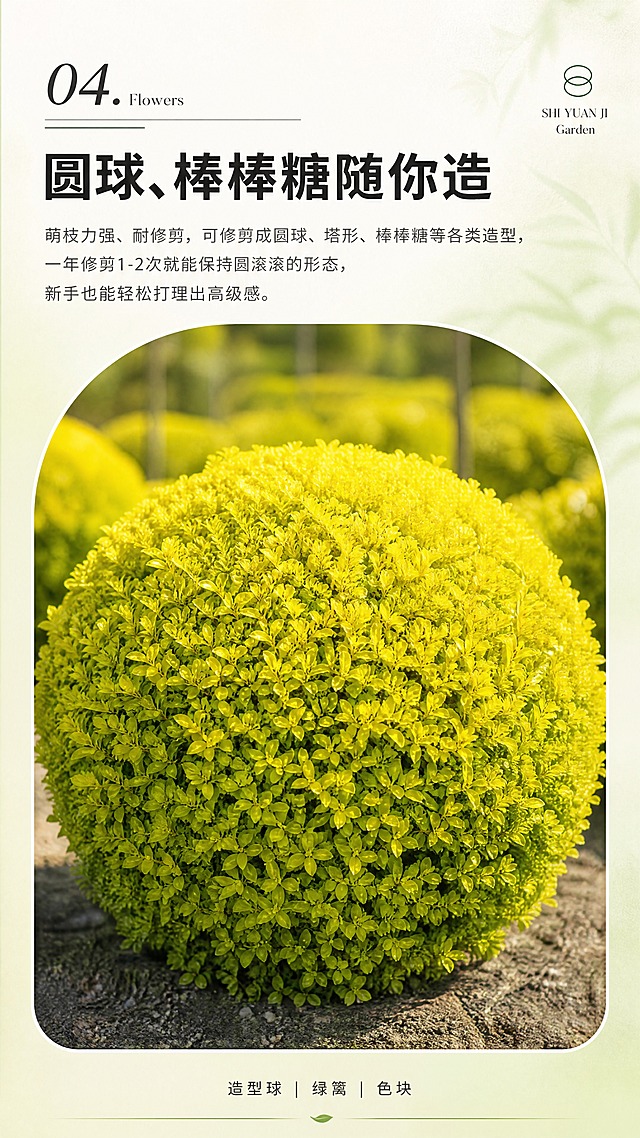 [商品] 使用【图1】亮晶女贞球；保留圆润球形、金黄叶片；商品处理：增强球形的圆润饱满感，叶片金黄鲜亮，体现修剪后完美造型效果，不改变植物本身叶形和质感。
[画面] 页面目标为展示可剪万物造型百变卖点，04模块页；上方留白放标题和说明文字，约占35%；中间偏下为一个大的顶部拱形圆角图片框，内放一颗圆润饱满的亮晶女贞球造型特写，背景为虚化的绿色苗圃；底部小字标签；阅读动线从上到下。
[视觉] 套系策略：风格=清新自然园艺商业摄影风；标题字=现代简约粗黑体；正文字=简洁无衬线体；主色=柠檬金黄+自然绿；背景延展=基于金黄绿色调做深浅层级、同色渐变和细腻纸张/植物质感；强调色=深墨绿，仅用于小面积图标、引线和标签；标题色=深炭灰；正文色=中暖灰；组件=顶部拱形圆角图片框、细线分隔；光影=自然侧暖光，球形植株立体感强。
[文字] 左上角编号：04 . Flowers；右上角小字：SHI YUAN JI Garden；顶部主标题：圆球、棒棒糖随你造；说明文字：萌枝力强、耐修剪，可修剪成圆球、塔形、棒棒糖等各类造型，一年修剪1-2次就能保持圆滚滚的形态，新手也能轻松打理出高级感。；底部小字居中：造型球 | 绿篱 | 色块；所有文字横排，不遮挡拱形图中的主体植株。
[规格] 图片比例9:16竖版，4K分辨率，淘宝/天猫详情页适配，避免变形、错字、文字过小、球形不圆润、拱形图比例失调。