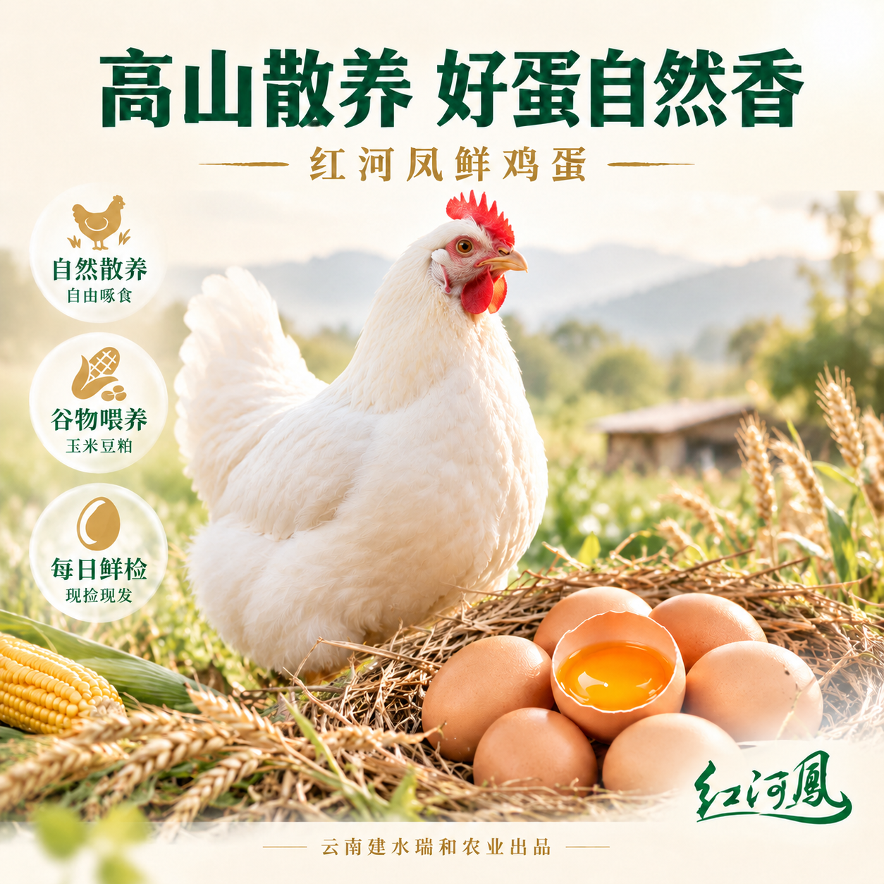 修改这张羽蛋鸡宣传图：将画面中的羽蛋鸡改为白色羽毛的蛋鸡——全… - 图片创意预览