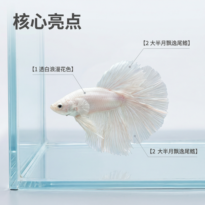 [主图 2] 泰国斗鱼核心亮点展示图
[氛围/风格]真实自然，高清通透，细节清晰
[画面元素]以透白泰国斗鱼为中心，用极细浅灰色引线连接三个核心部位，分别标注对应亮点：鱼尾展示飘逸大半月尾鳍、鱼身展示预览效果