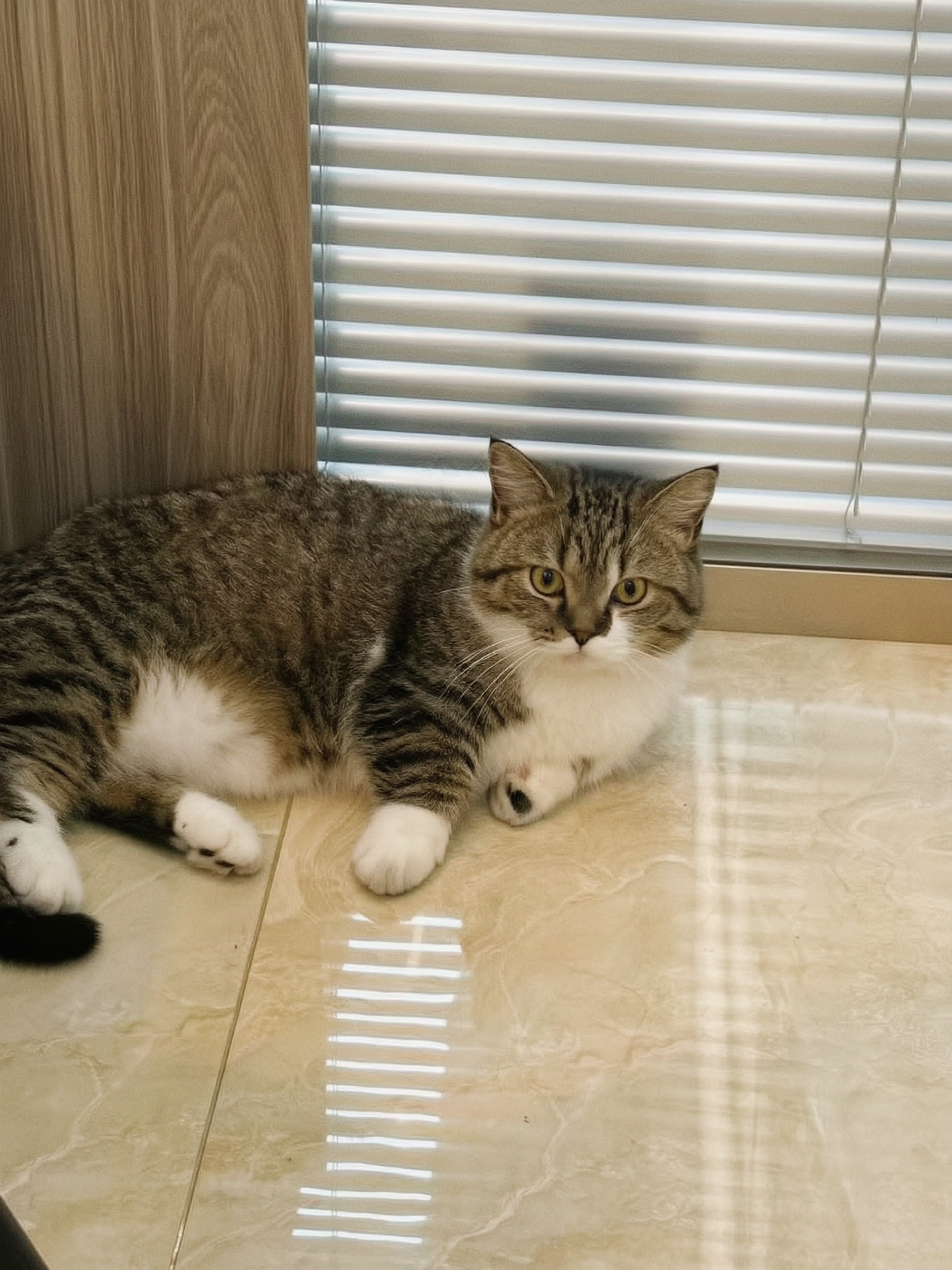 将这张猫咪照片转换为真实夏日胶片人像摄影风格，整体通透自然，猫… - 图片创意预览