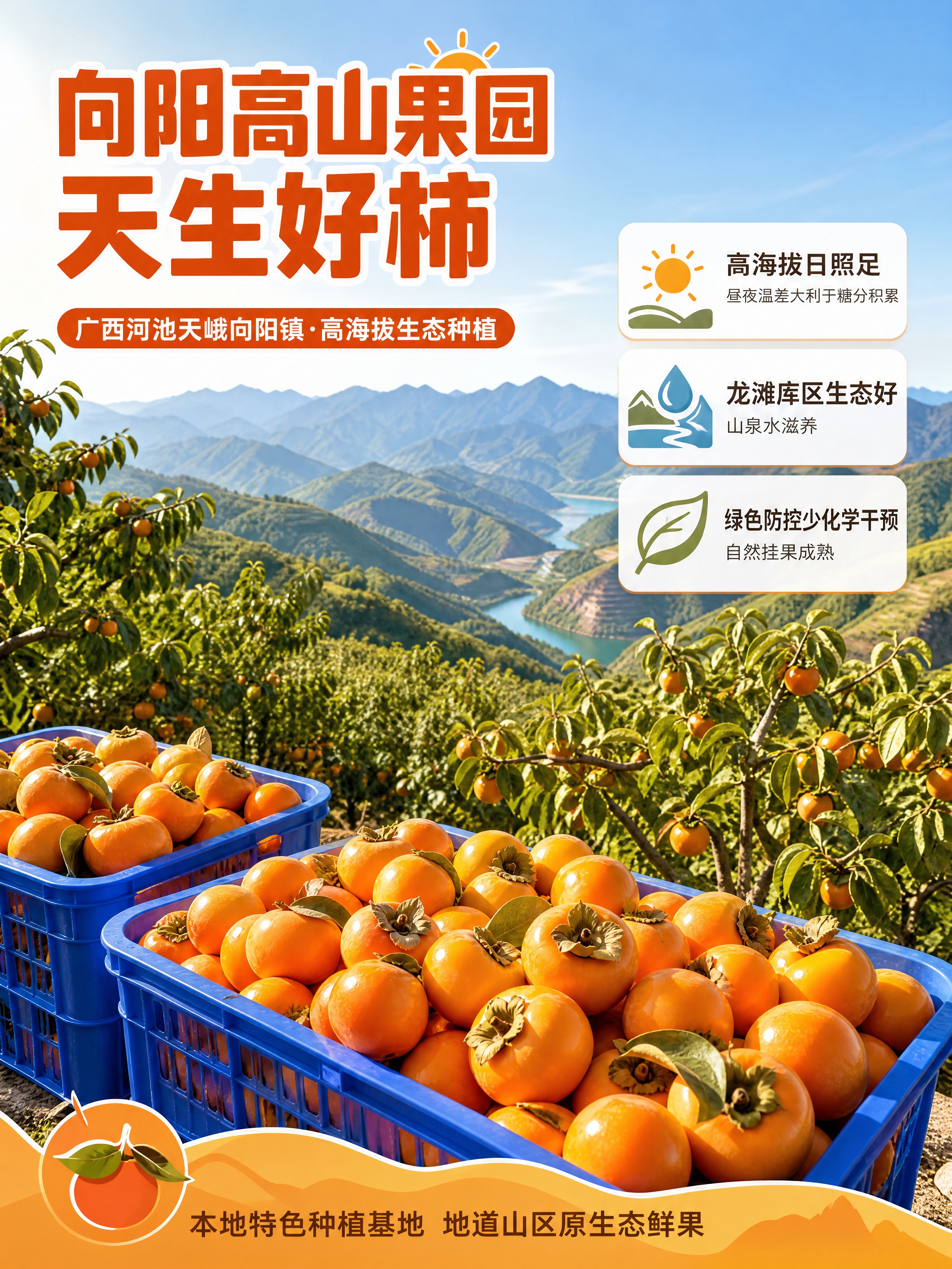 [商品] 使用【图7】高山果园采摘场景，蓝色塑料筐装满脆柿、远… - 图片创意预览