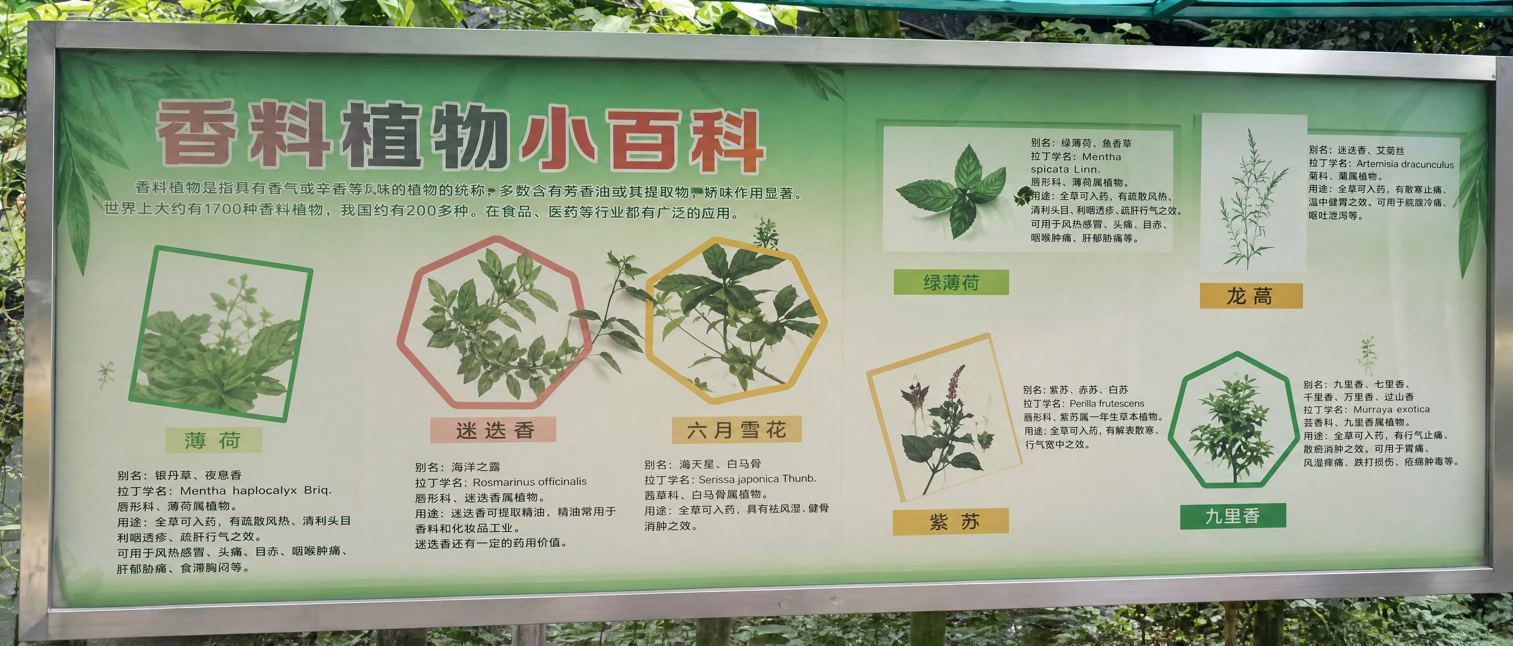 生成与参考图中香料植物小百科宣传栏完全一模一样的背景，保留所有… - 图片创意预览