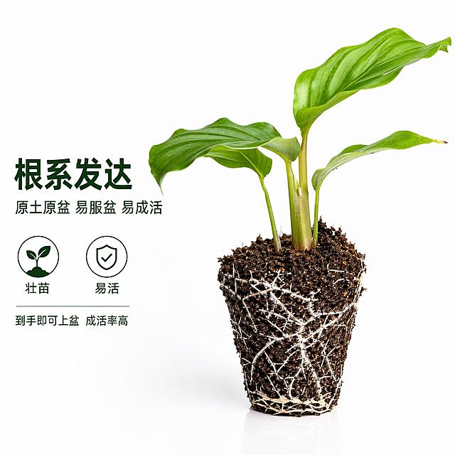 [主图-4] 青苹果竹芋苗根系发达展示图 白底
[氛围风格] 专业品质 真实可信 白底电商风
[画质] 商业摄影质感 根系细节清晰 土壤质感真实
[元素] 画面中央偏右放置一株青苹果竹芋苗 穴盘苗带原土 土球完整 白色根系从土球底部和侧面伸出 根须茂密健壮 叶片翠绿舒展 商品主体占比约65% 纯白背景 左侧留白放文案 保持植株外观与输入产品图绝对一致 根系细节丰富真实
[光影] 上方柔光主光 底部补光 突出根系的白色和土壤的深褐色对比 叶片有自然光泽 整体明亮通透
[配色] 主色翠绿+深褐土色 根系白色 背景纯白 文字深绿色
[视角构图] 略微仰视角度 突出根系部分 主体偏右 左侧留白 构图有张力
[文字版式] 左侧上半部分左对齐排版 主标题"根系发达" 粗体深绿色大字 下方辅助文字写"原土原盆 易服盆 易成活" 再下方两个小图标加文字 分别是"壮苗"和"易活" 底部小字写"到手即可上盆 成活率高" 文字清晰不遮挡主体
[输出要求] 1:1比例 文字清晰可辨 超高清商业摄影质感
[负向提示词] 变形 烂根 枯萎 文字错乱 水印 背景杂乱 平台Logo