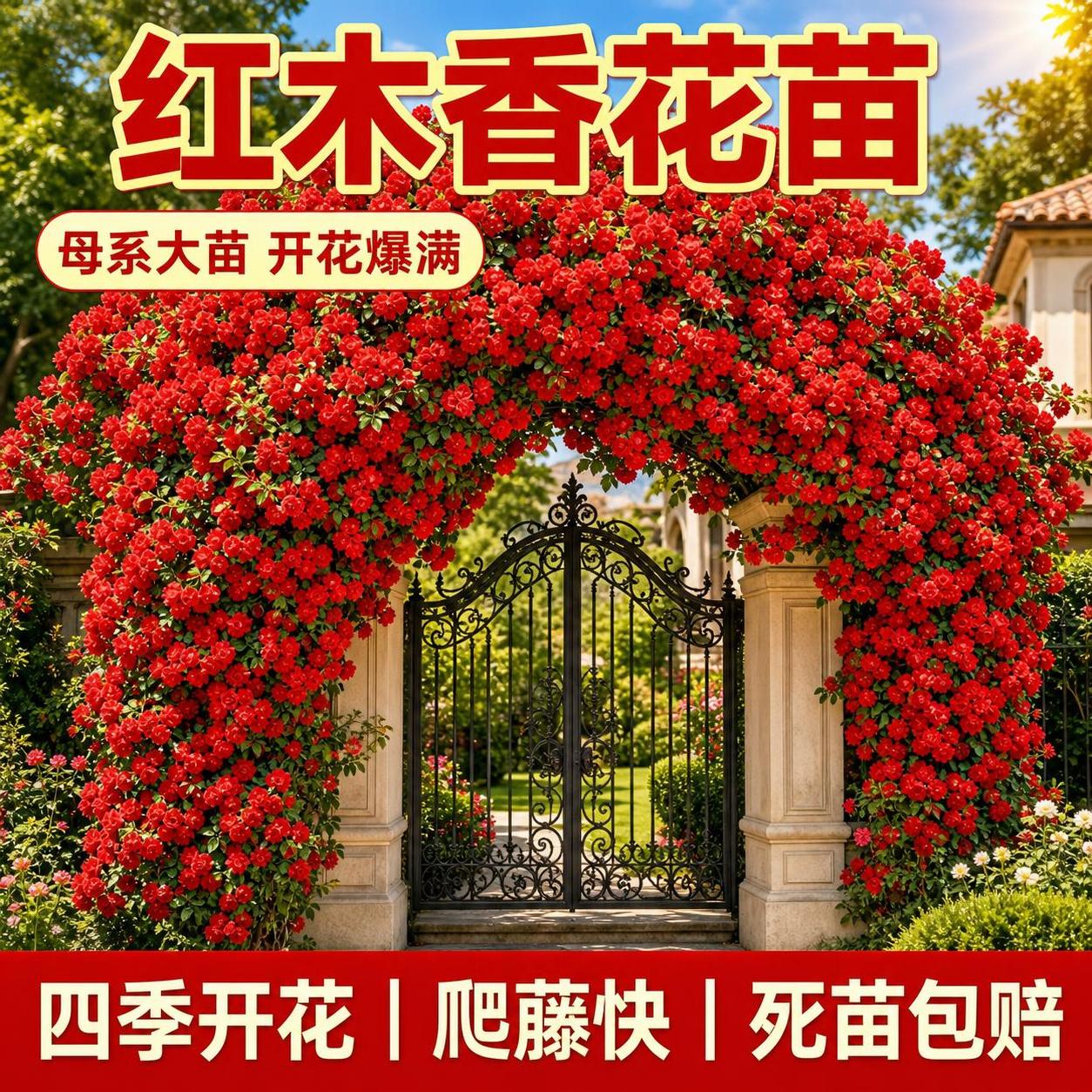 淘宝天猫电商主图，1:1正方形，红木香花卉苗木商品主图。画面主… - 图片创意预览