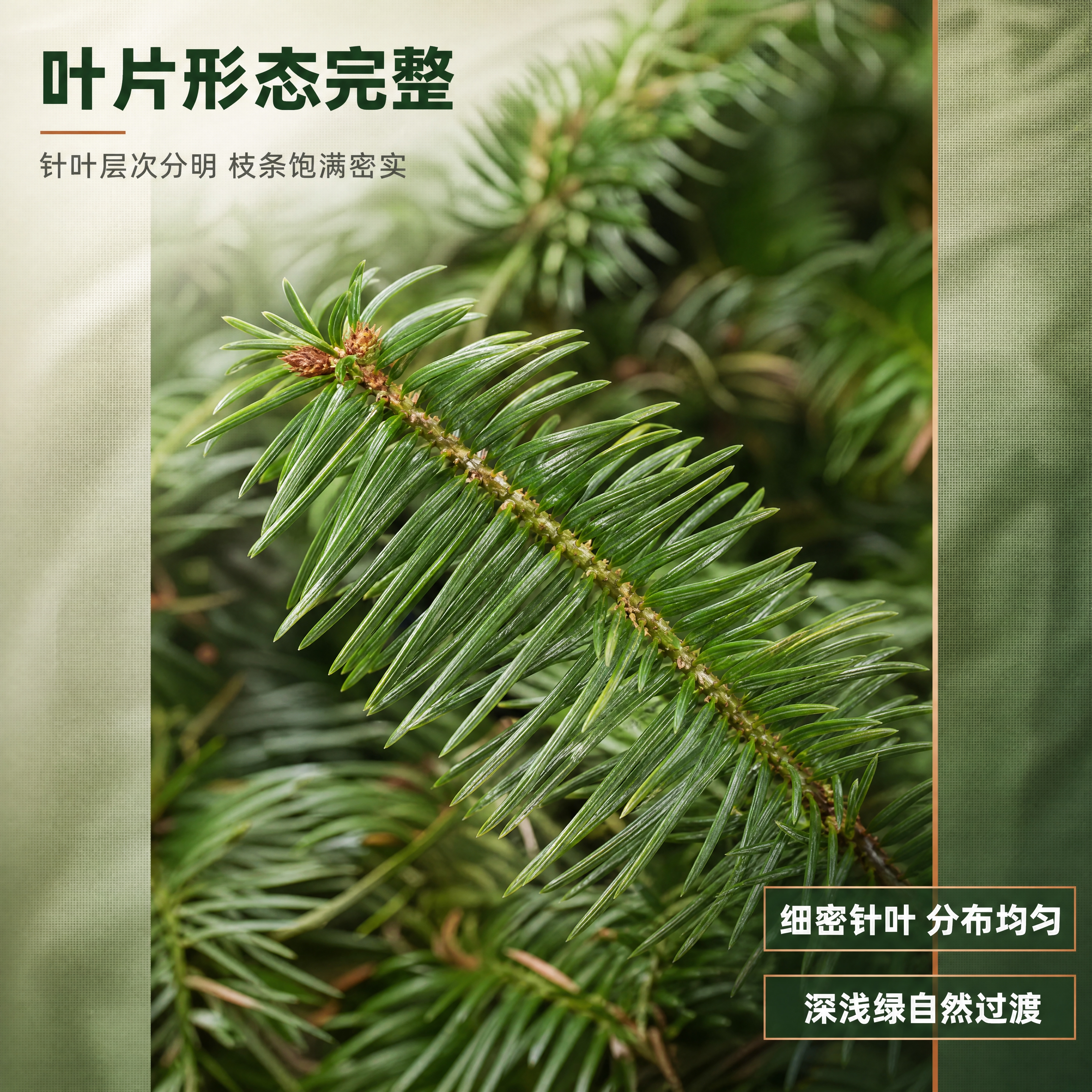 [商品] 使用【图3】叶片细节特写作为本页商品主参考，【图2】… - 图片创意预览