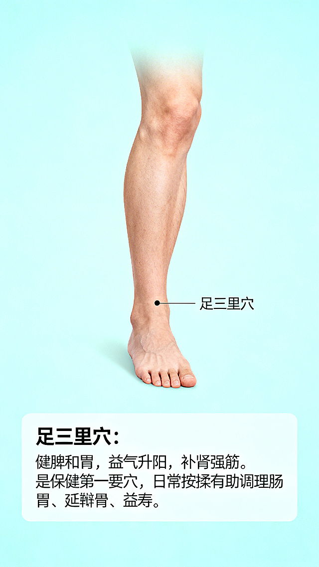 朋友圈养生科普图片，展示足三里穴的位置，配有清晰标注和养生功效文字说明"足三里穴：健脾和胃，益气升阳，补肾强筋。是保健第一要穴，日常按揉有助调理肠胃、延年益寿。", 整体风格简洁清新，适合养生品牌传播，适合发朋友圈，构图饱满