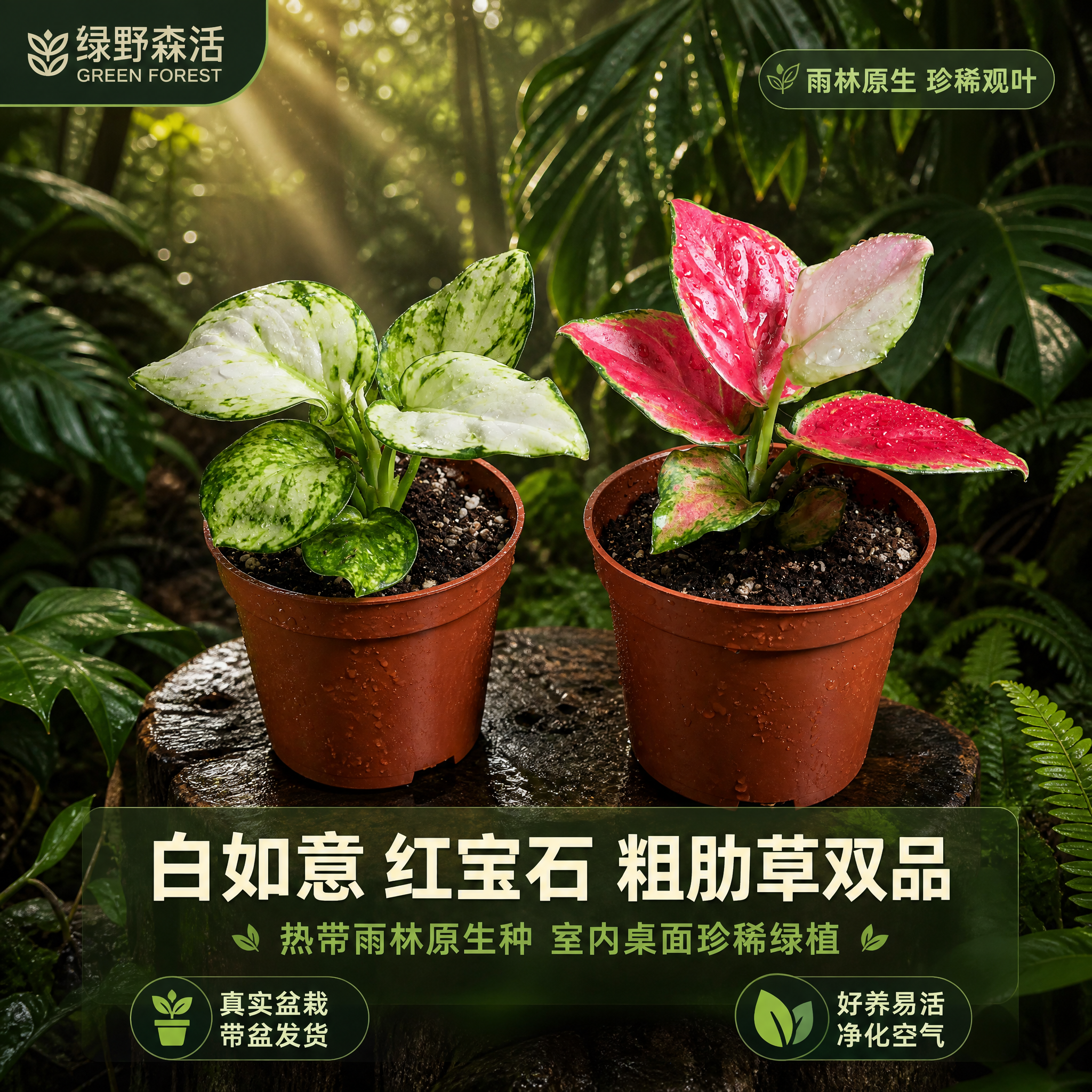 [主图-1] 白如意粗肋草与红宝石粗肋草双品热带雨林英雄主图。… - 图片创意预览
