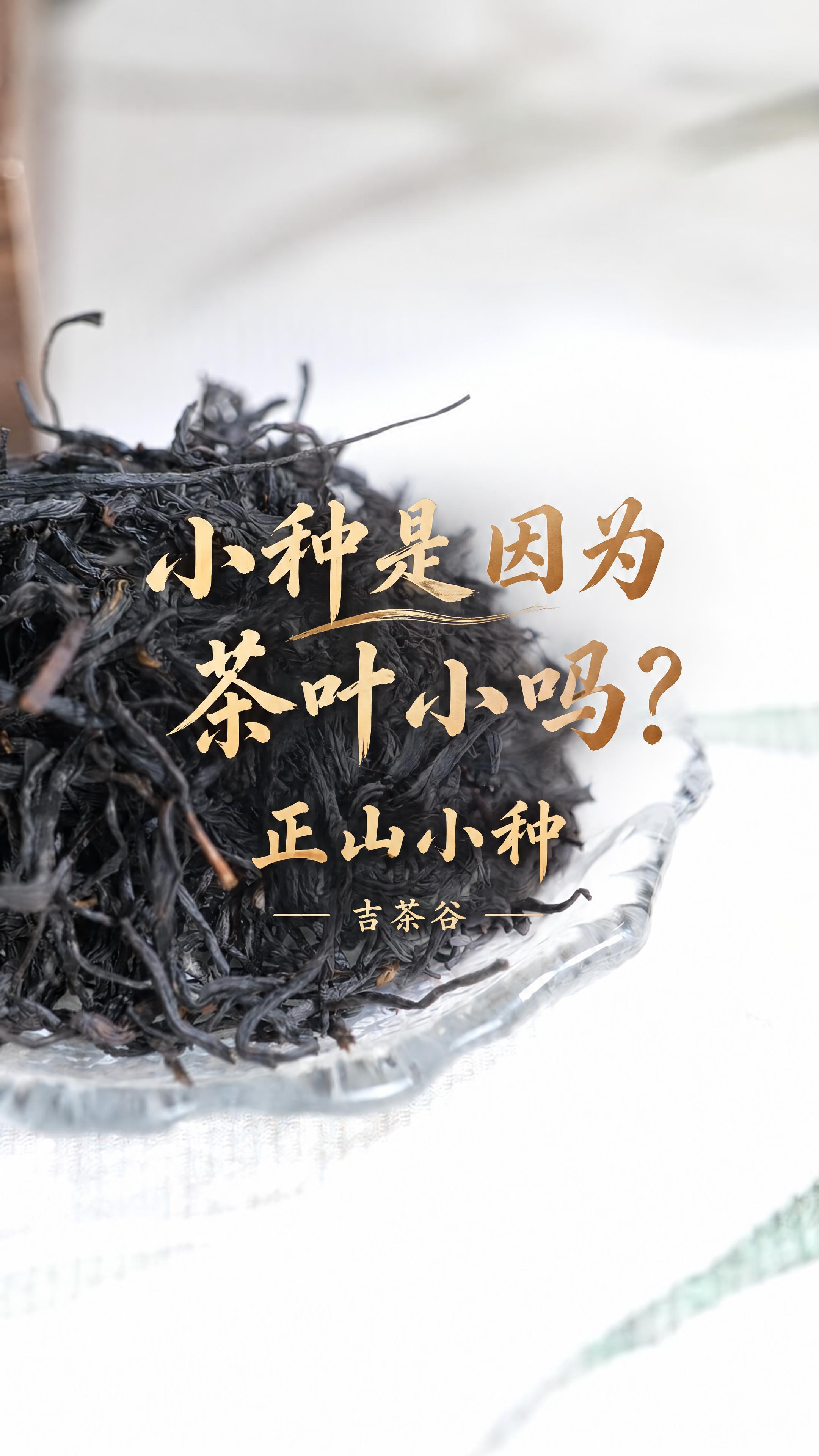 基于这张正山小种茶叶图片修改，背景完全原样不变，适配抖音短视频… - 图片创意预览
