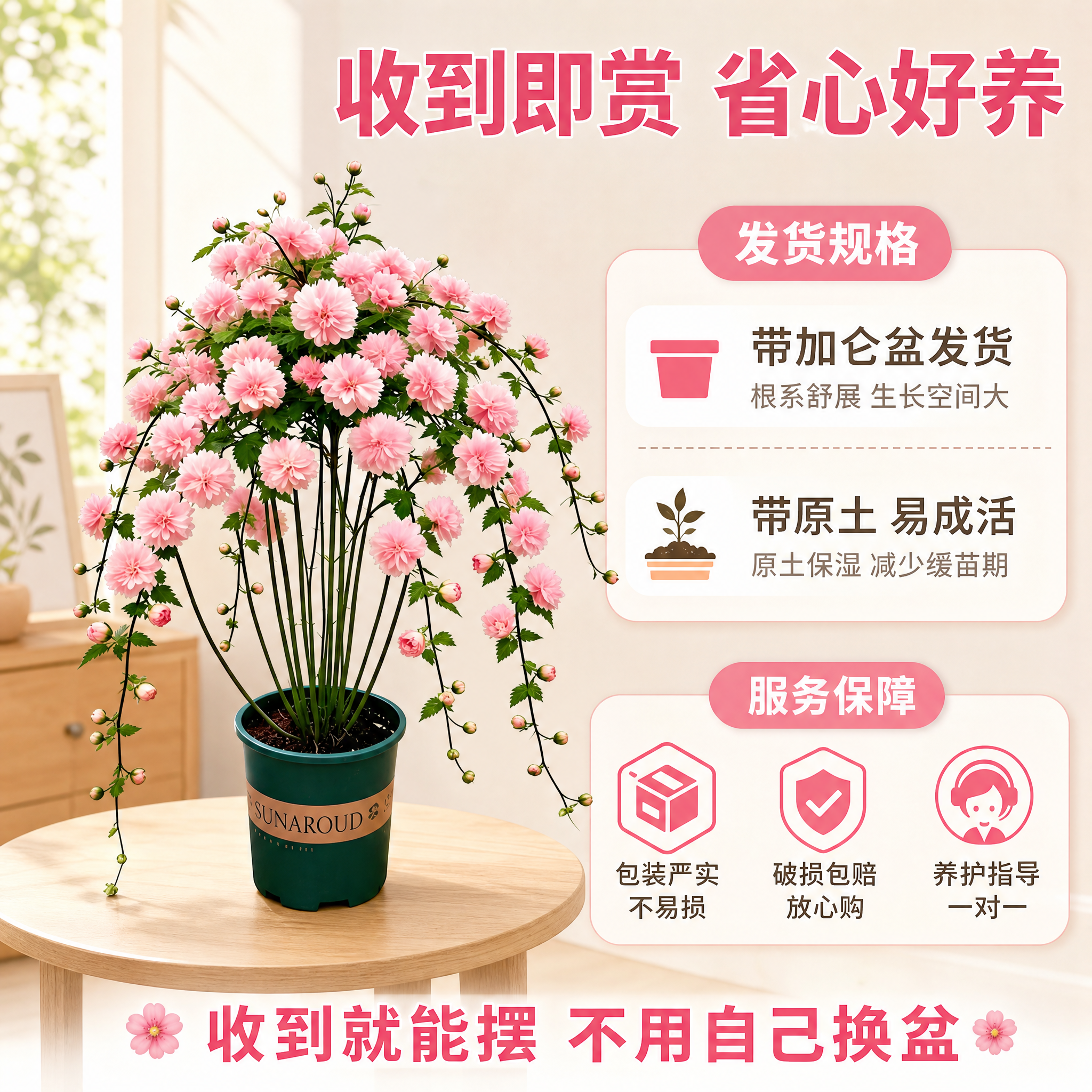 [主图-5] 主题：重瓣垂吊木槿 规格服务+下单决策图。唯一任… - 图片创意预览