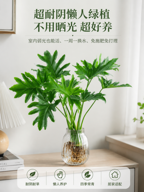 水培春羽，8K超高清电商详情页商业摄影，真实写实，柔光自然光，画面干净通透，高质感，治愈清新色调，8K居家实景摄影，室内阴凉散光环境，办公桌、卧室窗台角落摆放水培春羽，无阳光直射，植株依旧翠绿茂盛、叶预览效果
