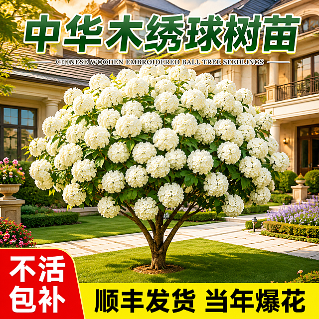 基于参考图生成淘宝天猫1:1电商主图，主体为中华木绣球树苗，白色大花球饱满盛开，树形优美，背景替换为高端别墅后院庭院场景，有草坪、步道和别墅建筑外墙，阳光充足氛围温馨。顶部大字标题"中华木绣球树苗"，配英文小字。左下角红底白字"不活包补"，底部黄底黑字"顺丰发货 当年爆花"。商品居中突出，文字排版大气有冲击力，符合电商主图视觉规范。