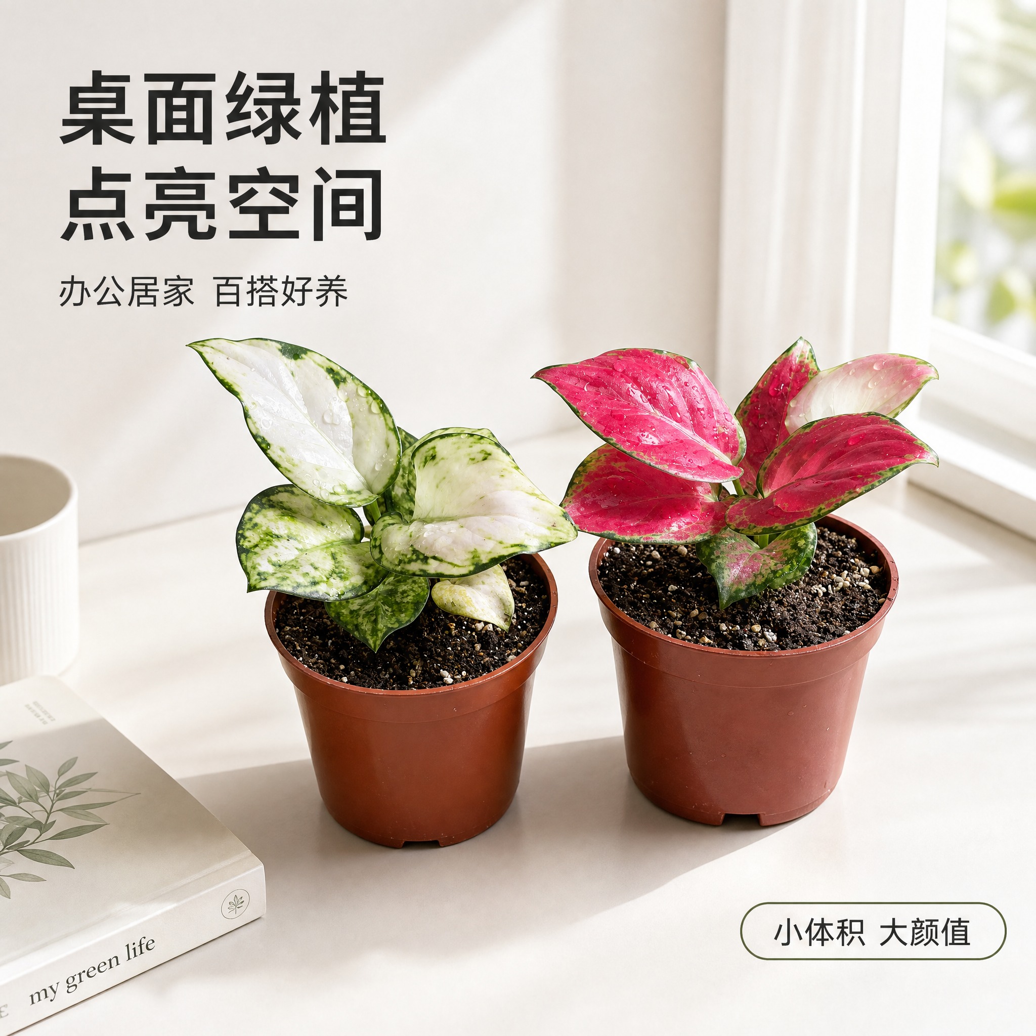 [主图-5] 桌面场景展示图，白色简约桌面场景，两款粗肋草摆放… - 图片创意预览