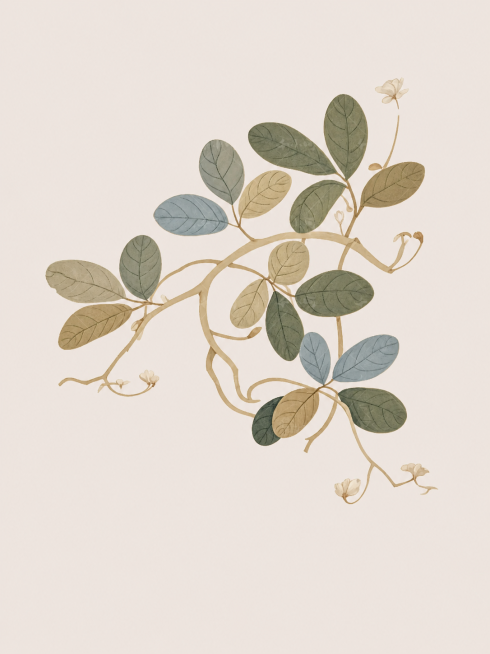 参考原图的中式美学插画风格，保留花生枝叶和藤蔓的绘画内容，去掉所有文字、去掉花生果实、去掉红色印章，保持浅米色背景，整体风格为新中式水彩插画，色彩柔和，线条雅致预览效果