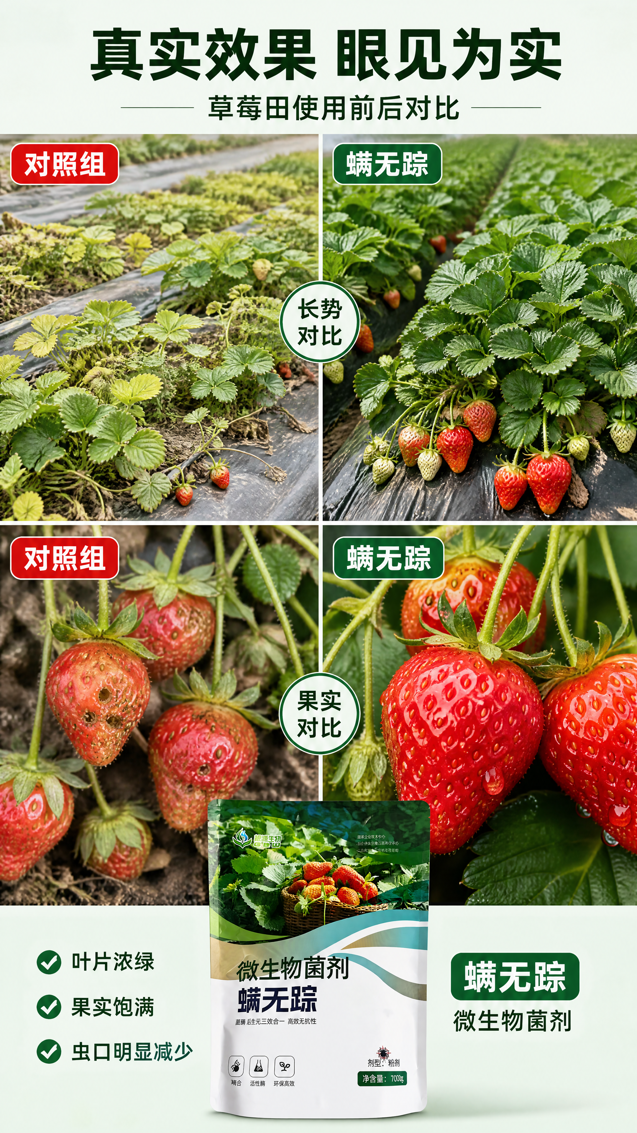 [第6张] 详情页效果实证-螨无踪草莓田长势与果实品质对比。本… - 图片创意预览