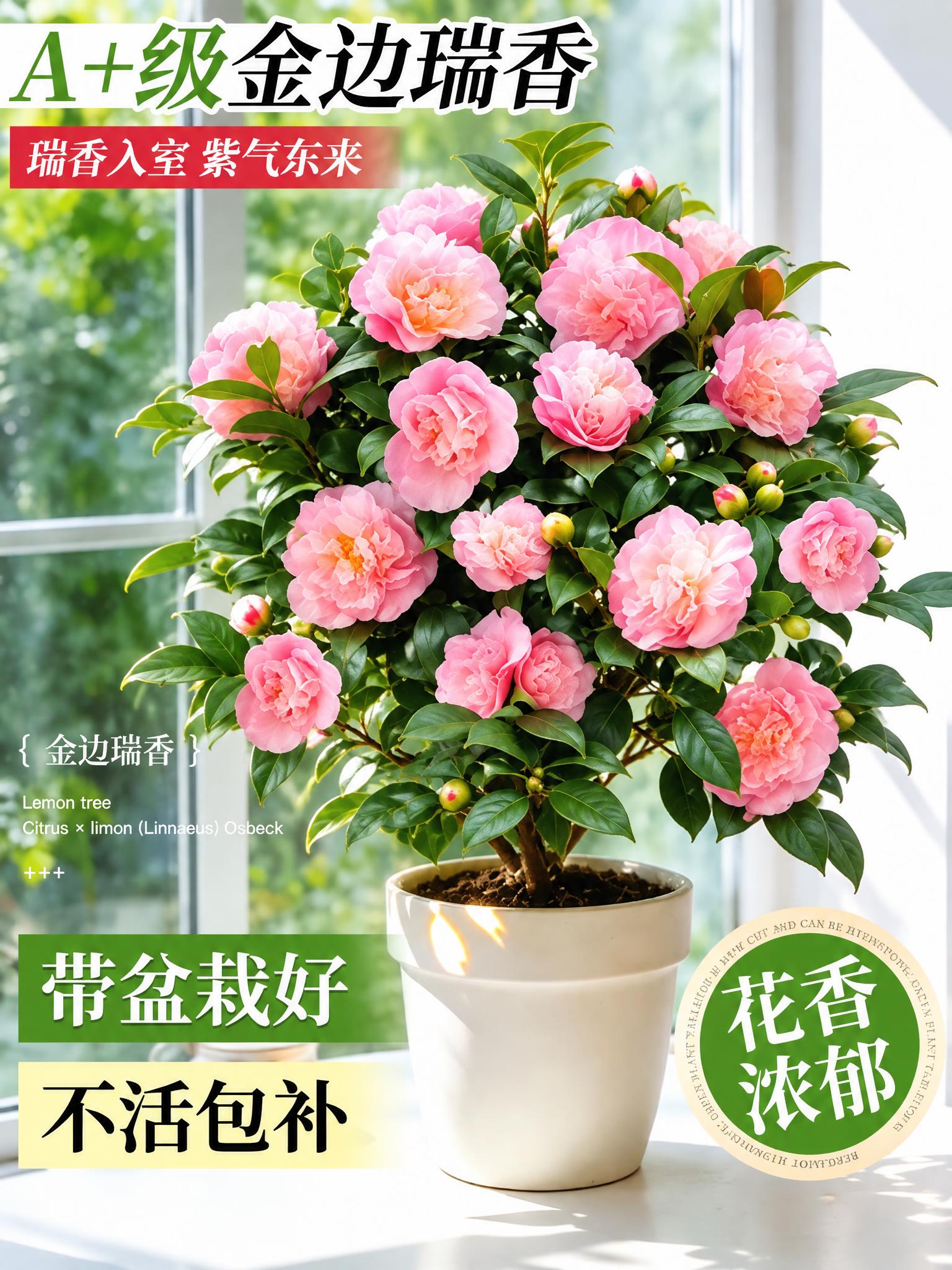 将图中的金边瑞香盆栽替换为香妃茶花盆栽，保持原图的构图、花盆、… - 图片创意预览