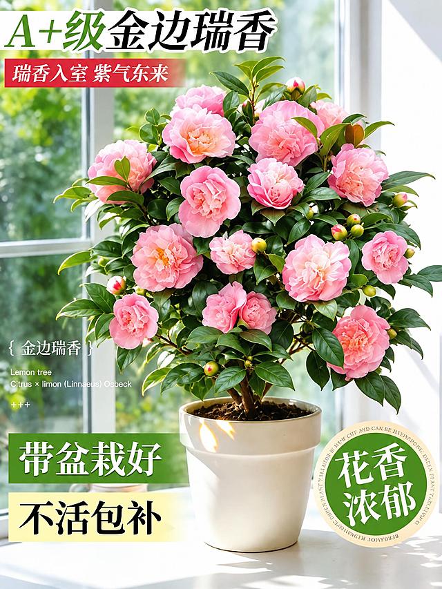 将图中的金边瑞香盆栽替换为香妃茶花盆栽，保持原图的构图、花盆、背景、光影和所有文字排版不变，整体风格与原图一致