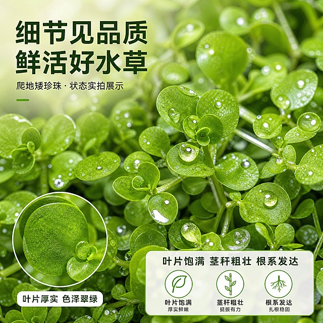 [主图-3] 爬地矮珍珠细节品质图，微距特写展示水草叶片细节与生长状态，体现高品质种草效果。
[统一基调] 整体风格清新自然专业水族品质感，背景为柔和的浅景深淡绿色虚化背景，标题字色深绿色，辅助字色深灰色，强调色翠绿色，字体为无衬线粗体现代字体，字号层级分明，卡片与图标采用圆角轻量绿色描边样式。
[画面] 爬地矮珍珠水草顶部俯视角微距特写，叶片密集排列，每片小叶圆润翠绿、纹理清晰、表面有光泽水珠，展现鲜活状态。画面主体为水草叶片细节，占画面约70%，背景虚化。左下角有一个圆形放大透镜框，进一步放大单叶片细节，旁边标注"叶片厚实 色泽翠绿"。右下角有文字说明区域。产品叶片形态与输入图一致。
[光影质感] 微距摄影质感，柔和顶光，叶片表面有自然高光与水珠反光，叶脉纹理清晰，层次丰富，质感真实。
[配色] 背景浅绿虚化，主体翠绿色，文字深绿与深灰，整体清新自然。
[文字版式] 左上角主标题"细节见品质 鲜活好水草"，右下角辅助说明"叶片饱满 茎秆粗壮 根系发达"，配3个小图标分别代表叶片、茎秆、根系。文字不遮挡主体细节。
[输出要求] 1:1正方形比例，2048*2048，细节清晰，色彩真实，无变形，无错字，无水印，无平台Logo。