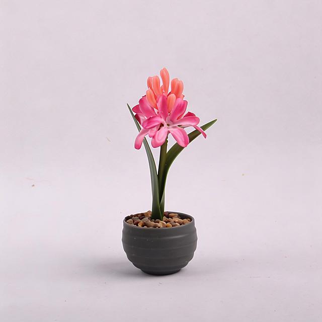 提取粉色风信子盆栽，保留盆栽完整样式，替换为纯白色背景，生成商品白底图