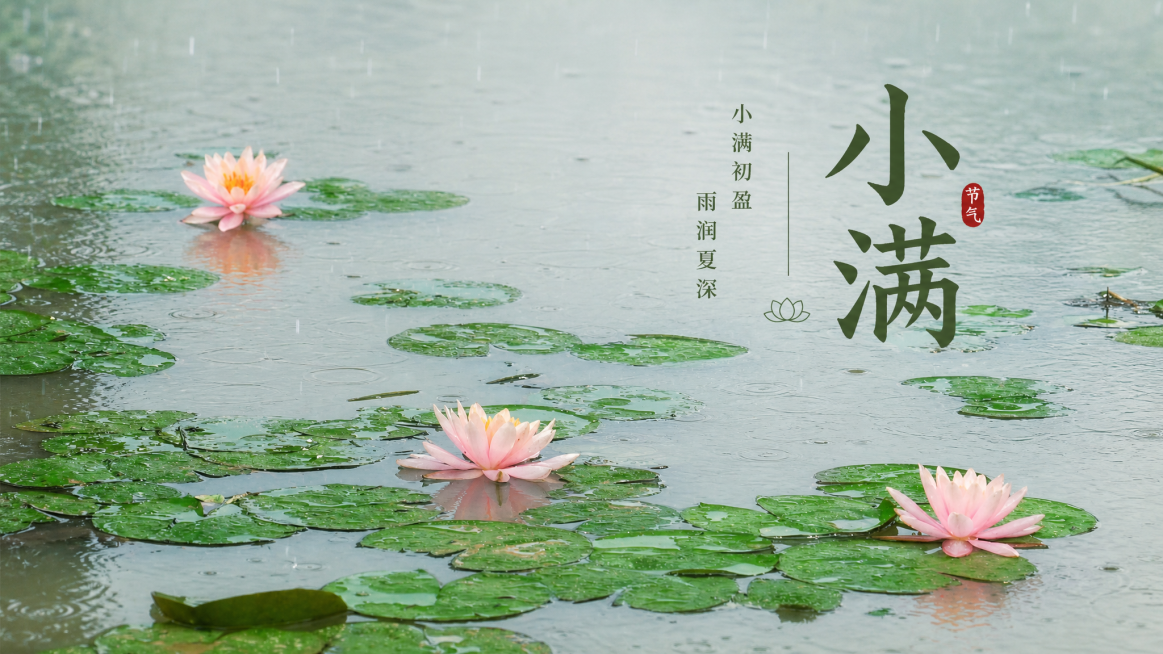 基于这张雨中睡莲的图片制作小满节气海报，在画面中添加醒目的节气文字“小满”，保留原图清新自然的风格，构图均衡，比例16:9预览效果