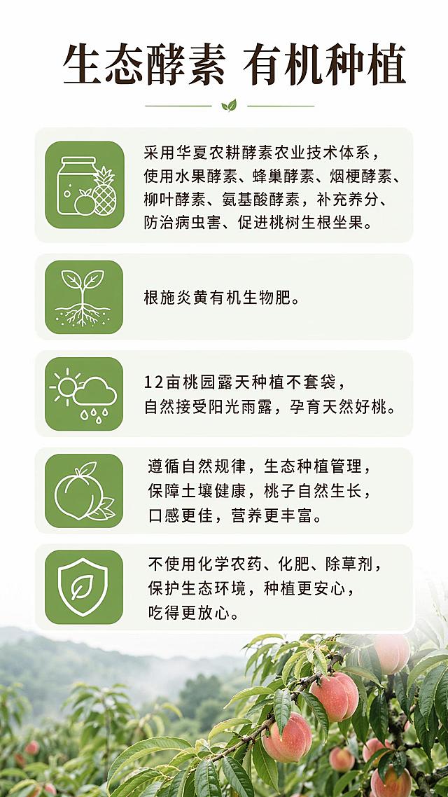 [第8屏] 生产方式展示-生态酵素种植工艺。本屏沿用原有自然风格。
[氛围/风格] 专业真实生态风，干净排版，清晰展示种植方式。
[元素布局] 顶部主标题，下方分点列出生产方式，文字分块清晰，每点留出行距方便手机阅读。
[光影质感] 均匀布光，文字清晰，无强烈明暗反差。
[配色色系] 全局底色 #FFFFFF；主色深棕色文字，绿色圆角图标；辅助色浅绿色块，和整套保持一致。
[视角构图] 整屏信息排版，从上到下依次阅读。
[文字版式] 顶部主标题「生态酵素 有机种植」，正文：采用华夏农耕酵素农业技术体系，使用水果酵素、蜂巢酵素、烟梗酵素、柳叶酵素、氨基酸酵素，补充养分、防治病虫害、促进桃树生根坐果。根施炎黄有机生物肥。12亩桃园露天种植不套袋，自然接受阳光雨露，孕育天然好桃。每个要点配绿色圆角小图标，字体风格与整套保持统一。
[比例分辨率] 9:16 竖版比例，宽度1080px，高度1920px，4K分辨率，文字清晰可辨，高清画质。
[负向提示词] 文字错乱，文字过小，排版拥挤，颜色偏差，图案变形。