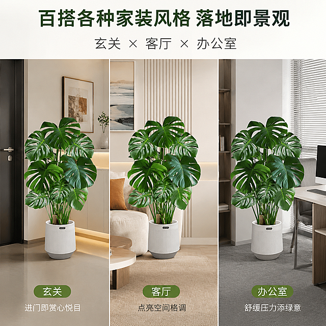 三分格简约拼接构图，分别展示同款造型龟背竹摆放在玄关、客厅、办公室三个场景，突出百搭各种家装风格、落地即景观，色调统一高级，写实实景，电商引流主图，方形1:1比例