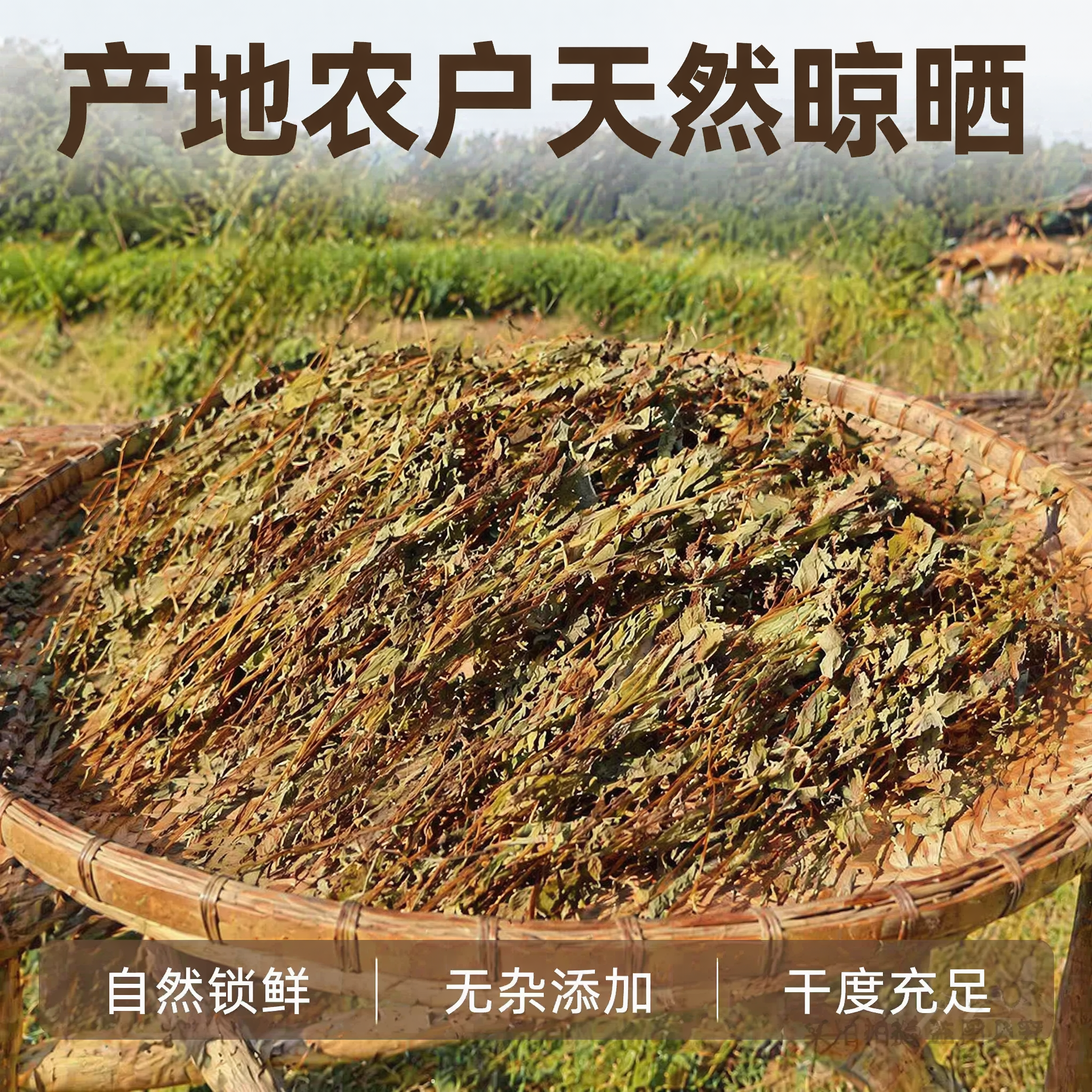 [主图-5] 源产地农户晾晒场景展示，突出产地自晒优势，建立信… - 图片创意预览