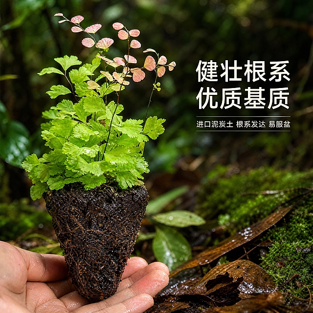[主图-5] 土球与根系展示图，展示柔情铁线蕨健康的根系与优质基质。突出土球细节，背景替换为雨林地表环境。
[统一基调] 热带雨林真实质感，深绿色为主色调，搭配蕨类植物的嫩绿与粉红叶色，自然柔和的散射光，营造湿润雨林微观生态氛围。字体采用简洁无衬线体，标题字色为白色或浅金色，辅助字色为浅灰绿色，整体风格自然高级。
[画面] 柔情铁线蕨带土球的植株特写，重点展示底部的黑色营养土球和健康的根系状态。土球呈锥形，表面湿润有光泽，可以看到细小的根系和纤维质基质，土壤颜色深黑湿润，体现优质栽培基质。上方的铁线蕨植株生长茂盛，叶片翠绿有光泽，粉红新叶健康饱满。背景是虚化的热带雨林地面环境，有苔藓、落叶、腐殖土等元素，呼应植物的原生环境。可以有一只手轻轻托住土球下方，展示土球的大小和紧实度，但手不作为主体。
[光影质感] 柔和顶光+侧光，突出土壤的湿润质感和根系细节，叶片有自然光泽，整体真实自然。
[配色] 深黑褐色土球为主，植物绿色+粉红，背景棕绿色地表，文字白色或浅棕色。
[文字版式] 画面右侧或上方放置主标题「健壮根系 优质基质」，下方配小卖点：「进口泥炭土 根系发达 易服盆」，文字放在负空间，不遮挡土球主体。
[输出要求] 1:1比例，土球细节清晰，根系真实，土壤质感自然。负向：变形、错字、模糊、杂乱、水印、平台Logo、土球形态改变、根系不真实、手部畸形。