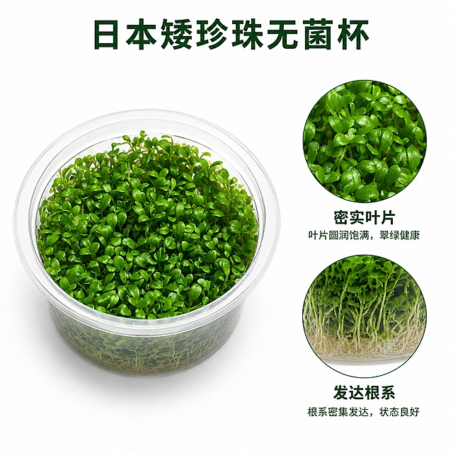 [主图-2] 日本矮珍珠水草结构细节亮点解析图。
[氛围风格] 干净白底，产品解析风；
[画质] 商业摄影质感、光线均匀通透、细节清晰锐利。
[元素] 透明无菌杯日本矮珍珠居中展示，画面左侧放置整杯产品，右侧叠两个圆形放大框，分别放大叶片与根系部分。保持产品外观与输入产品图绝对一致，杜绝任何变形色差，纯白色背景。商品主体占比约60%。
[光影] 均匀棚拍柔光，叶片纹理根系细节清晰可见，柔和阴影不抢主体。
[配色] 纯白底，深绿色文字，翠绿产品，清新自然。
[视角构图] 左侧产品平视展示，右侧细节放大框，整体左右布局层次分明。
[文字版式] 顶部居中写日本矮珍珠无菌杯，深绿色粗体大字。圆形放大框下方分别标注：「密实叶片」「发达根系」，小字深绿色说明。右侧留白干净，文字不遮挡主体。
[负向提示词] 变形，文字错乱，产品模糊，背景杂乱，水印，电商平台Logo。