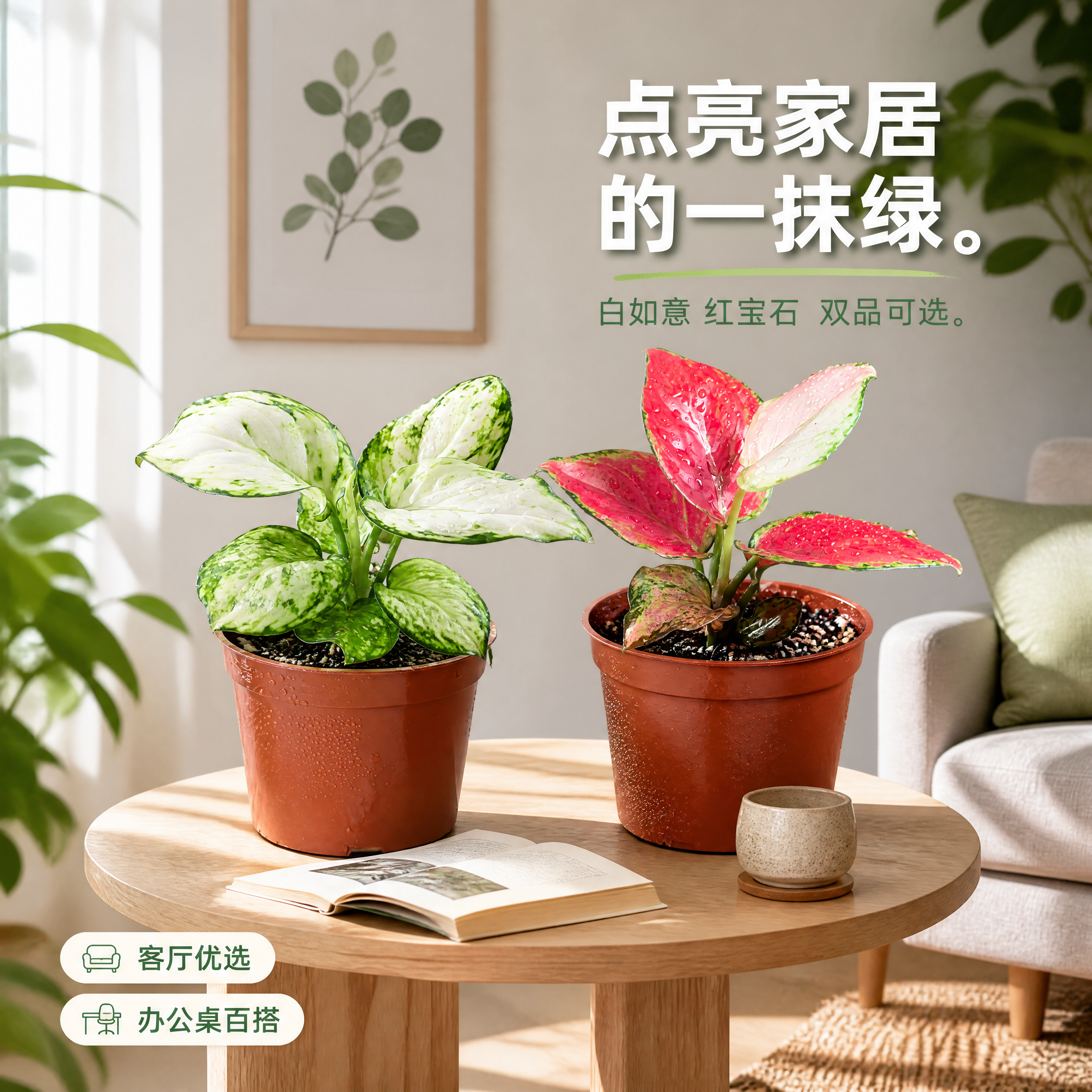 [主图-6] 白如意粗肋草和红宝石粗肋草 室内家居场景搭配图。… - 图片创意预览
