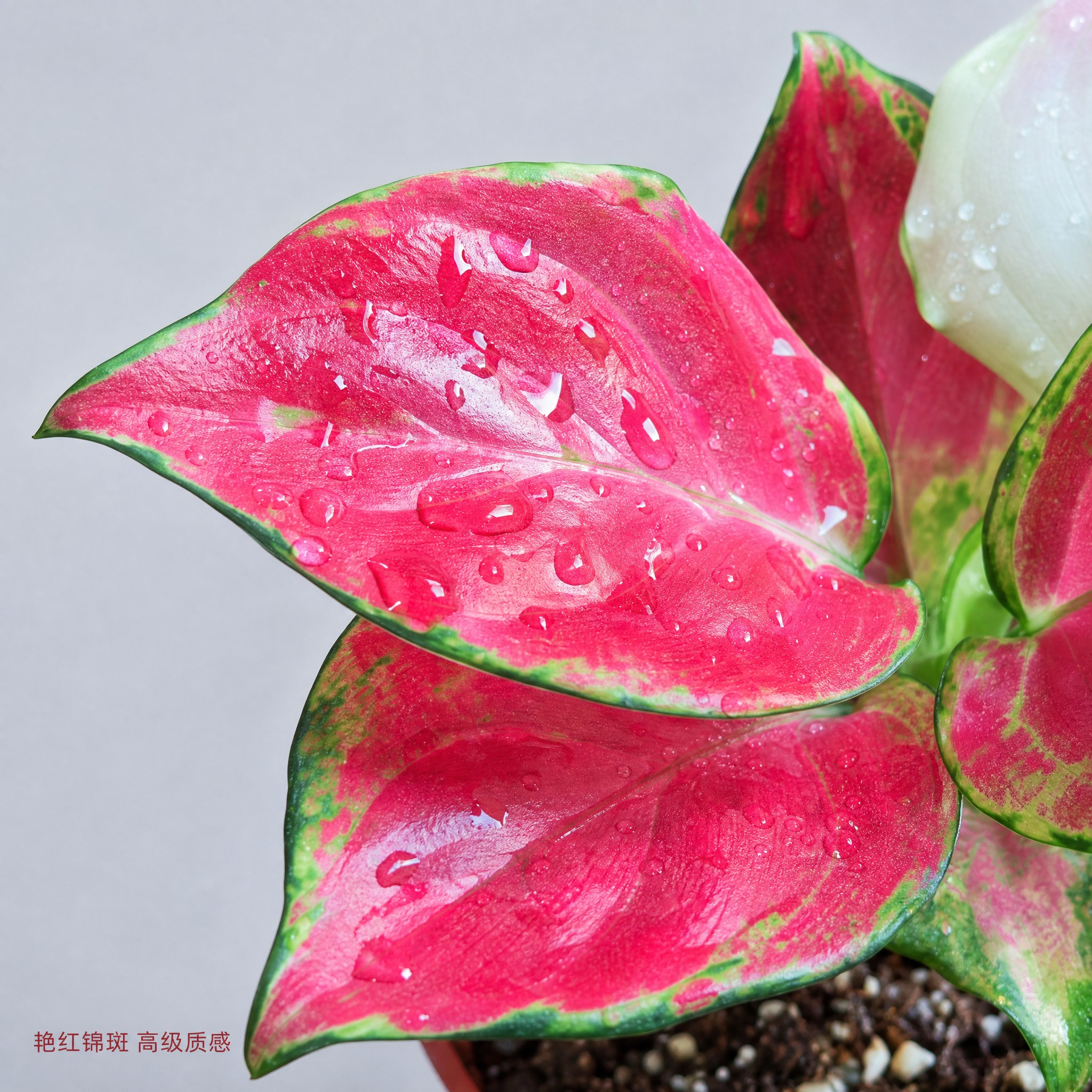 [主图-8 红宝石粗肋草 叶片细节特写图] 红宝石粗肋草叶片微… - 图片创意预览