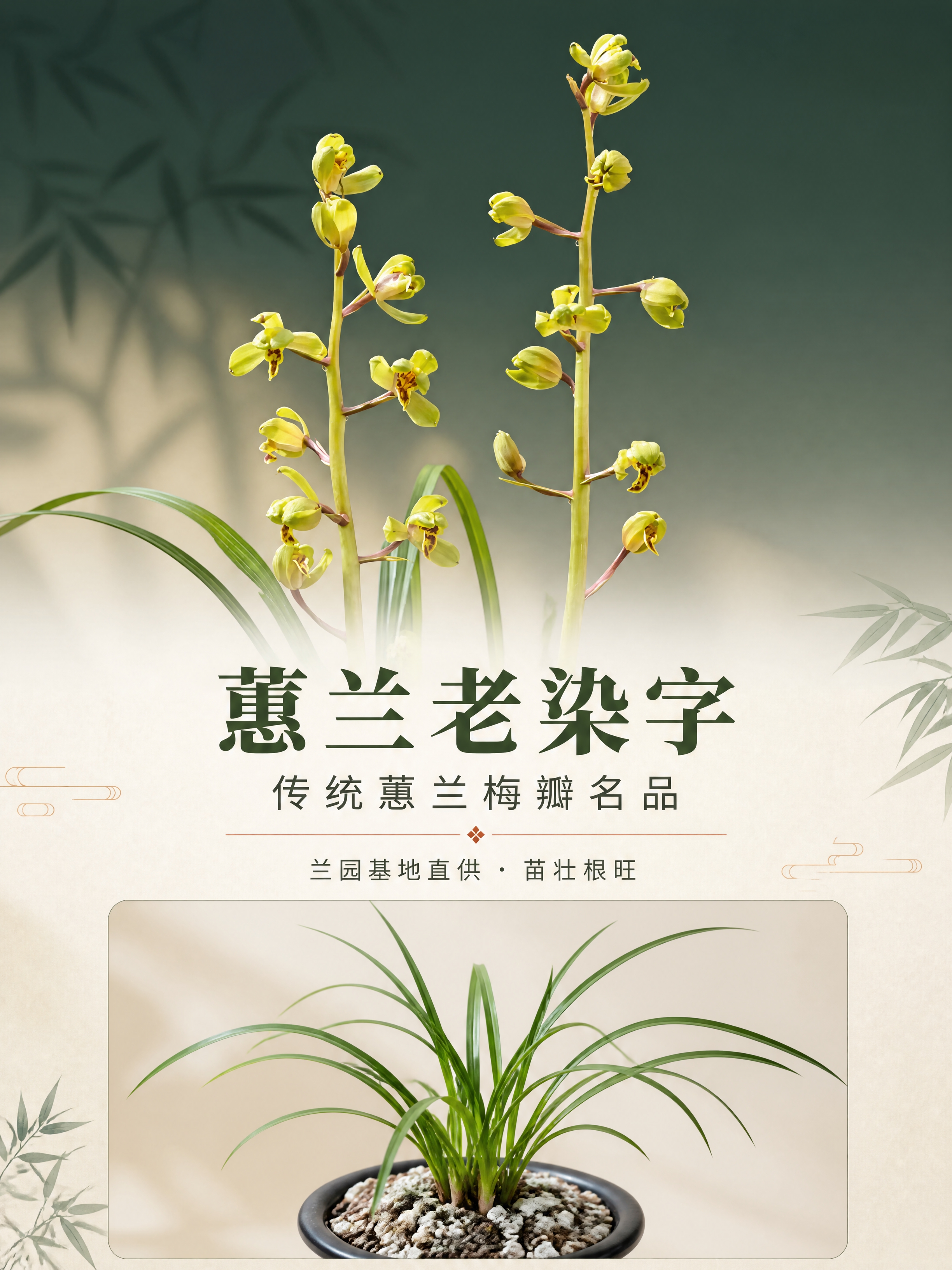 [商品] 使用【图1】蕙兰老染字开花图和【图2】兰苗实物图；保… - 图片创意预览