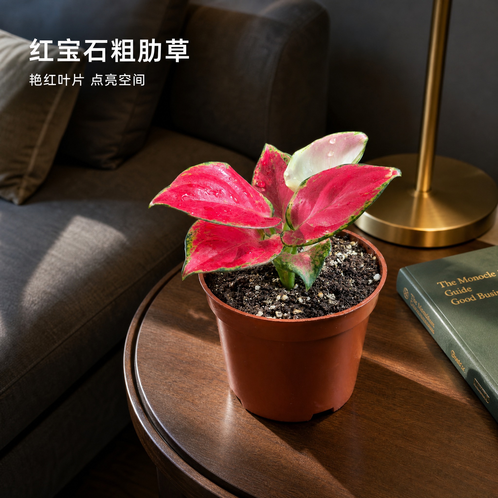 [主图-7 红宝石粗肋草 客厅场景图] 红宝石粗肋草盆栽放置在… - 图片创意预览