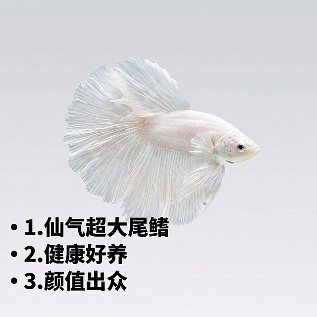 [主图 2] 白色婚纱泰国斗鱼核心亮点展示主图
[氛围/风格] 真实高清，清晰突出产品特点
[画面元素] 白色婚纱款泰国斗鱼在画面中心，背景用干净浅灰色渐变，整体干净简洁，突出斗鱼本身，保持斗鱼外观和原参考图一致
[配色色系] 主色调：浅灰干净底色；辅助色：米白斗鱼本体
[视角构图] 中心对称构图，平视拍摄，主体突出
[文字版式] 画面左侧排列数字序号1.仙气超大尾鳍 2.健康好养 3.颜值出众，每个要点配小圆点引导，文字加粗黑色，背景留白不遮挡主体，清晰易读
[比例分辨率] 1:1 比例，2k 分辨率。保持斗鱼外观不变