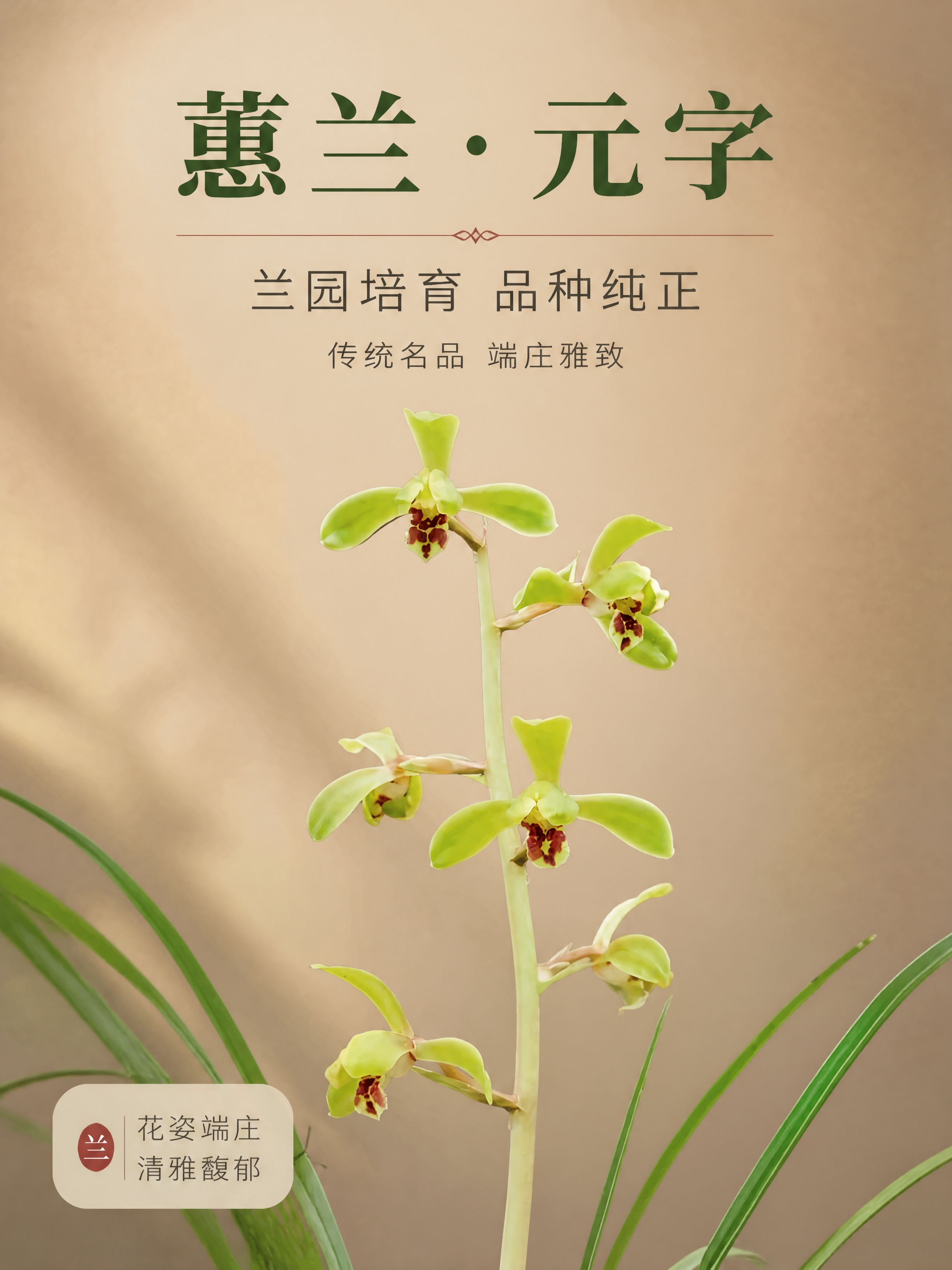 [商品] 使用【图1】蕙兰元字兰花开花图；保留花朵嫩绿花瓣、红… - 图片创意预览