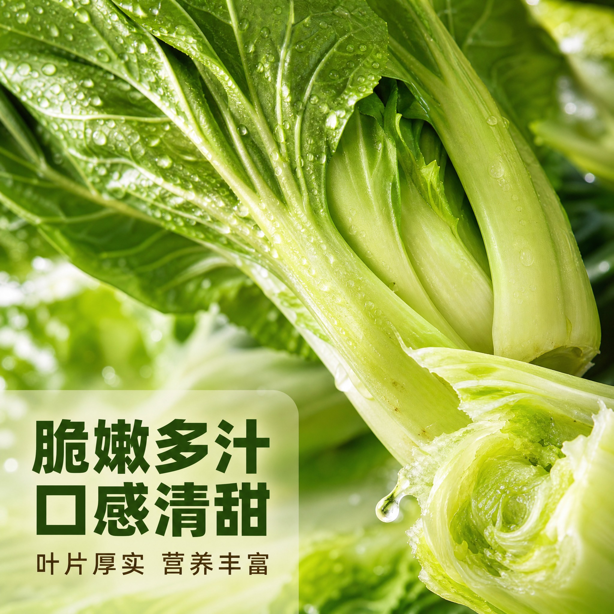 [主图-3] 芥菜 细节微距与品质展示主题。 [统一基调] 整… - 图片创意预览