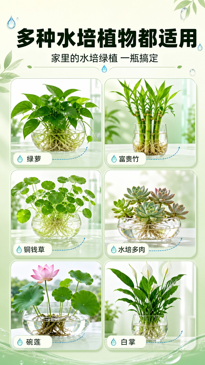 [画面] 页面目标：展示适用的水培植物品类与场景，不出现产品瓶… - 图片创意预览