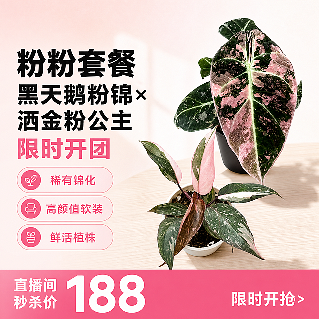 [单张主图] 粉粉套餐 黑天鹅粉锦 × 洒金粉公主绿植组合 爆款促销感电商主图
[参考比对] 用户提供两张实拍图为产品参考，提取产品形态和配色，按爆款促销左文右品标签参数型版式生成
[画面主体] 画面展示两款绿植组合，黑天鹅粉锦在上 洒金粉公主在下，两款产品主体清晰完整，保持植物叶片形态、锦化纹理、粉绿配色与输入图片完全一致，杜绝任何变形和色差，精细化处理叶片纹理；产品主体占画面约50%，居中偏右摆放
[构图版式] 采用左文右品标签参数型版式，左侧为文案信息区，右侧为产品主体区
[场景元素] 背景采用浅粉到米白渐变干净留白，右侧产品放置在浅原木色桌面，左侧信息分区清晰，用3个浅粉色轻标签承接核心卖点，底部用高饱和粉色通栏放置促销价格信息
[文案版式] 左侧上方粗黑分三行：粉粉套餐
黑天鹅粉锦×洒金粉公主
限时开团；下方三个浅粉色圆角标签：稀有锦化 高颜值软装 鲜活植株；底部粉色通栏左对齐 大白色数字：直播间秒杀价188，右侧小字白色标注限时开抢
[光影质感] 主光为左侧柔和自然窗光，辅光为右侧环境反光，产品叶片留下清晰自然投影，材质真实清晰，商业摄影质感，叶片纹理通透，画面干净高级，景深适中
[配色字体] 主色米白浅粉，辅助绿色取自植物叶片，强调促销色深粉色；字体采用粗黑无衬线，主标题最大，价格数字第二大，辅助文案最小，字重对比强烈，粉色字搭配浅色背景清晰可读
[比例分辨率] 1:1比例，2048×2048分辨率，文字清晰可辨，超高清商业摄影质感
[负向提示词] 变形，文字错乱，产品图模糊，背景杂乱，水印，电商平台Logo，遮挡主体，色差，叶片畸形