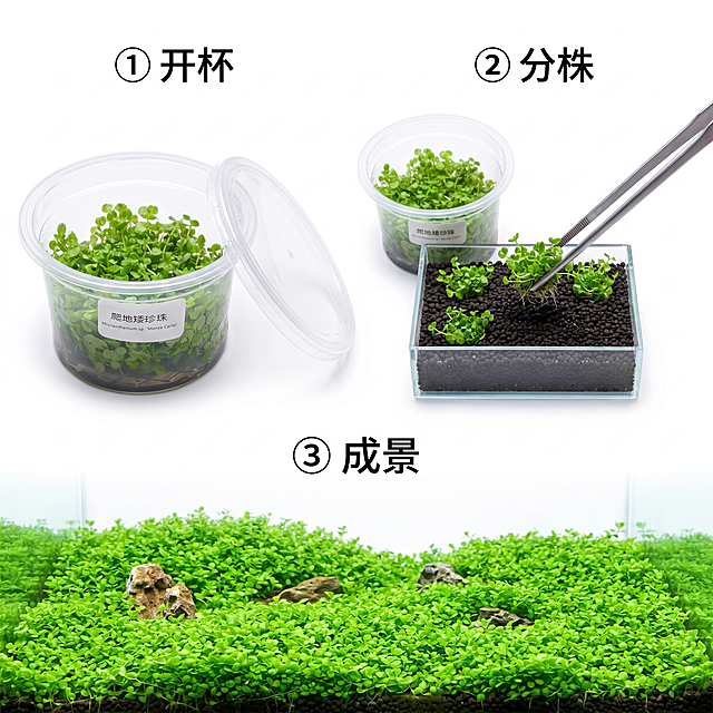[主图 7] 爬地矮珍珠种植步骤展示。
[氛围风格] 清晰步骤指引风格
[画质] 商业摄影质感、光线柔和通透、产品清晰真实、画面干净高级。
[元素] 三步横向排列展示种植流程：1打开包装 2分株移栽 3成景效果，每个步骤都用小图展示，整体纯白背景，第一步产品图保持与原图一致外观。画面布局均衡，每个步骤区域干净分明。
[光影] 整体均匀柔和光照，每个步骤清晰可见。
[配色] 纯白色背景，绿色水草清晰展示。
[视角构图] 三分法横向排列，每个步骤图都清晰完整。
[文字版式] 顶部分步骤编号标注「① 开杯 ② 分株 ③ 成景」，每个编号对应下方示意图，文字清晰不遮挡画面。
[比例分辨率] 1:1 比例，2k 分辨率；文字清晰锐利，画面超高清。
[负向提示词] 变形，水印，文字错乱，产品图模糊，背景杂乱。