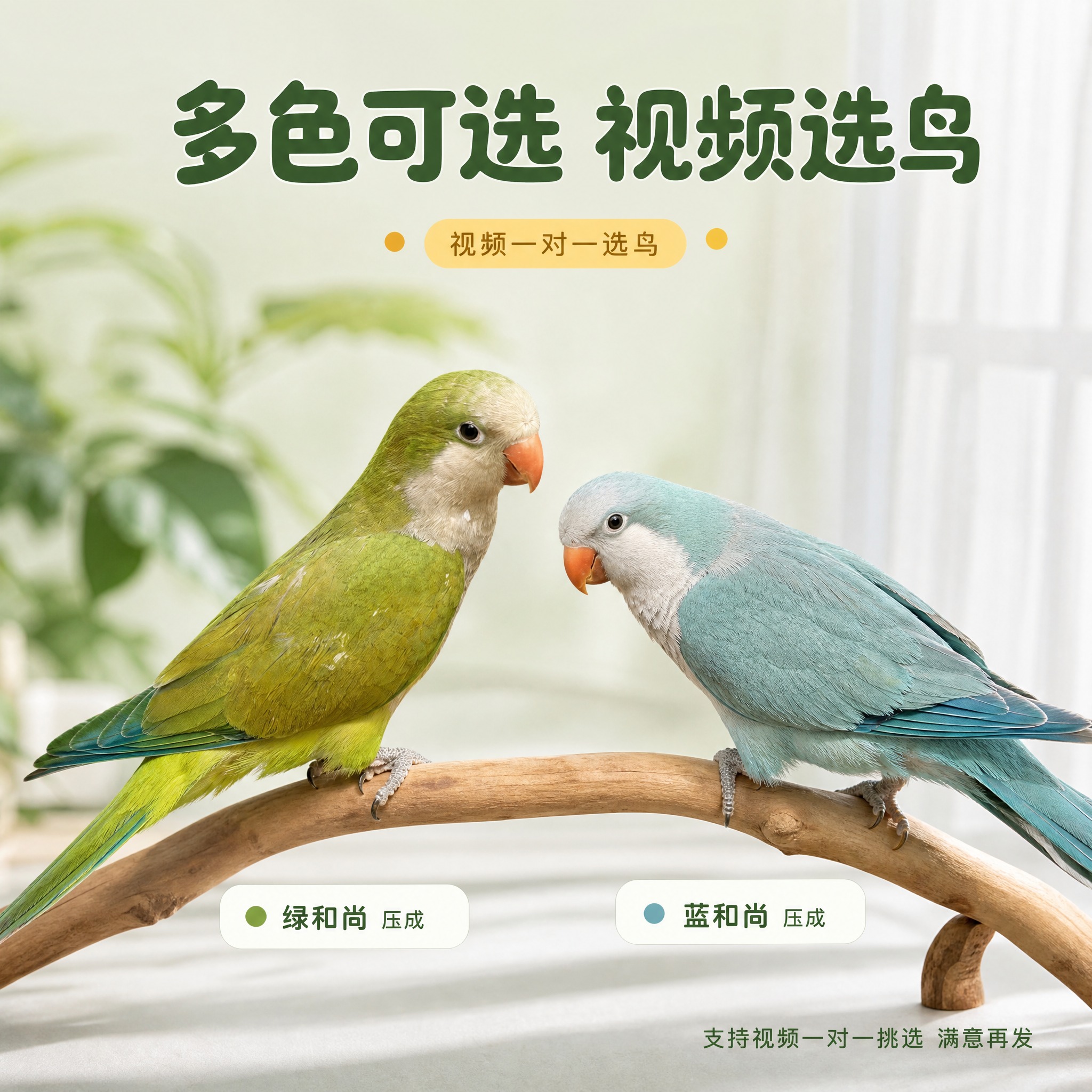 [主图-3] 品种展示，主题：多色可选 视频一对一选鸟。 [统… - 图片创意预览