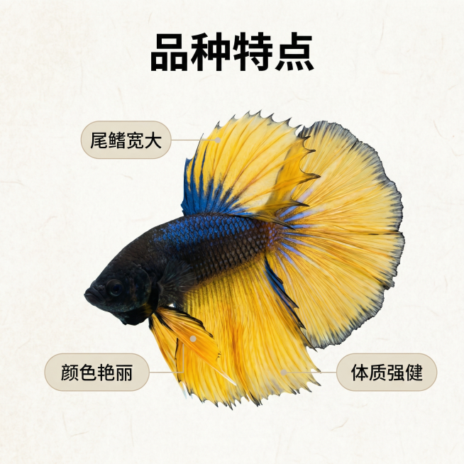 [主图 2] 泰国斗鱼半月芥子品种特点图解
[氛围风格] 国风清晰写实风格
[画面元素] 商业摄影质感、光线柔和通透、产品清晰真实、画面干净高级。斗鱼完整展示，用圆角浅色标注框指向三个核心特点：尾鳍宽预览效果