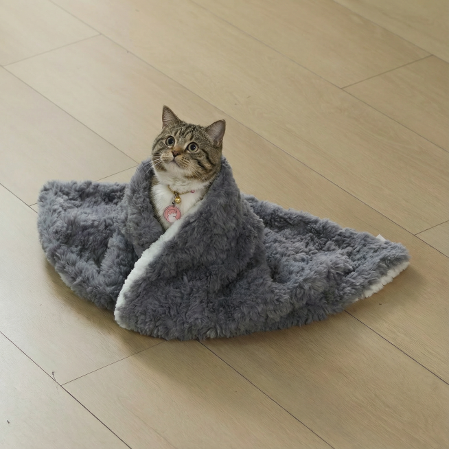 图1的猫换成图2的猫，其他不变预览效果