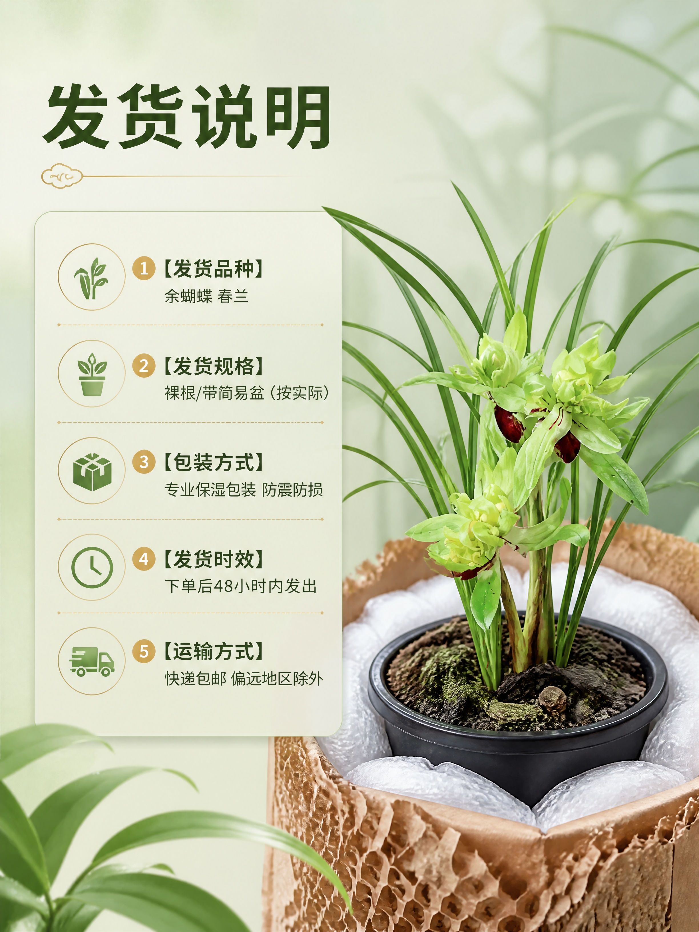 [商品] 使用【图5】兰苗图作为发货苗情参考；保留兰苗形态、叶… - 图片创意预览