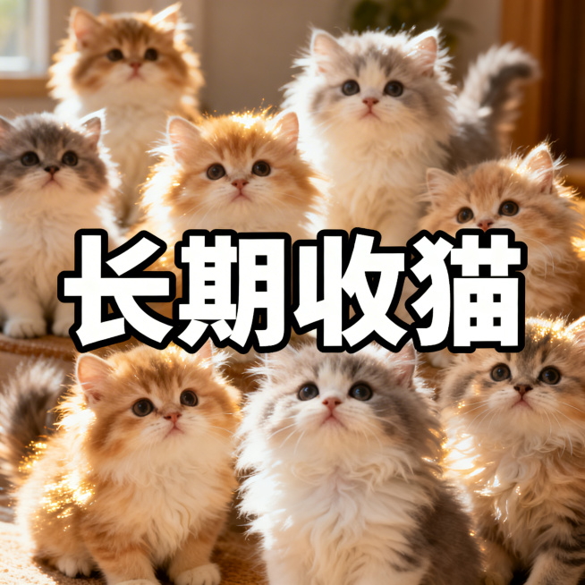 可爱暖色调朋友圈配图，画面中有多只颜值高、软萌可爱的品种小猫，毛发蓬松光泽，形象精致好看，画面最显眼位置有超大、超粗、高对比度的醒目文字：“长期收猫”，文字清晰突出，整体风格温馨亮眼，适合发朋友圈宣传预览效果