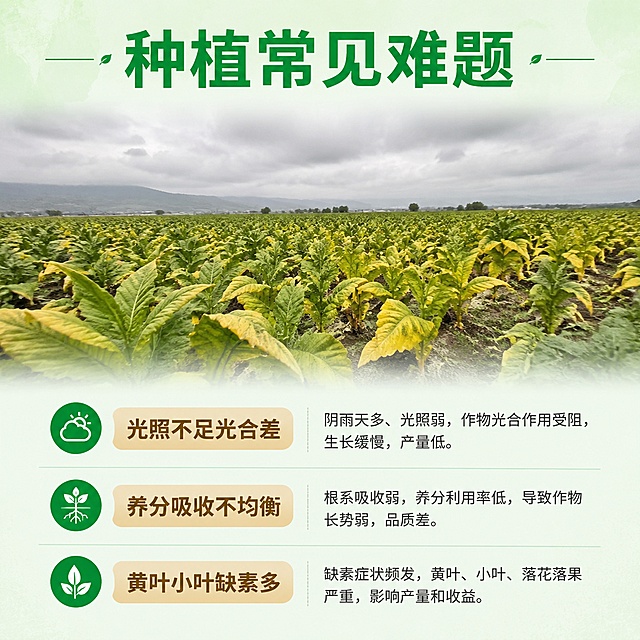 [第2屏] 痛点直击，提出种植过程中光合不足养分问题。无需产品主体图。
[氛围/风格] 真实农业场景风格，问题导向，让种植用户产生共鸣。
[元素布局] 页面上半部分展示阴天黄叶作物场景，下半部分列出三个核心种植痛点，每个痛点配浅褐色标签，图文分区域排版。背景使用淡淡的绿色纹理底。
[光影质感] 整体均匀柔光，文字区域清晰突出，无明暗死角。
[配色色系] 全局底色 #f2f9f0；主色绿色 #009933；辅助色浅褐色标签，深灰色文字。
[视角构图] 上下排版，上场景下痛点清单，居中阅读动线。
[文字版式] 顶部大标题「种植常见难题」，分点列出痛点：「光照不足光合差」「养分吸收不均衡」「黄叶小叶缺素多」，每个痛点一行，配绿色圆点标识，文字大小适合手机阅读，清晰可读。
[比例分辨率] 1:1正方形比例，4K分辨率，文字清晰可辨，高清画质。
[负向提示词] 文字错乱，文字过小，水印，杂乱背景，图形变形。