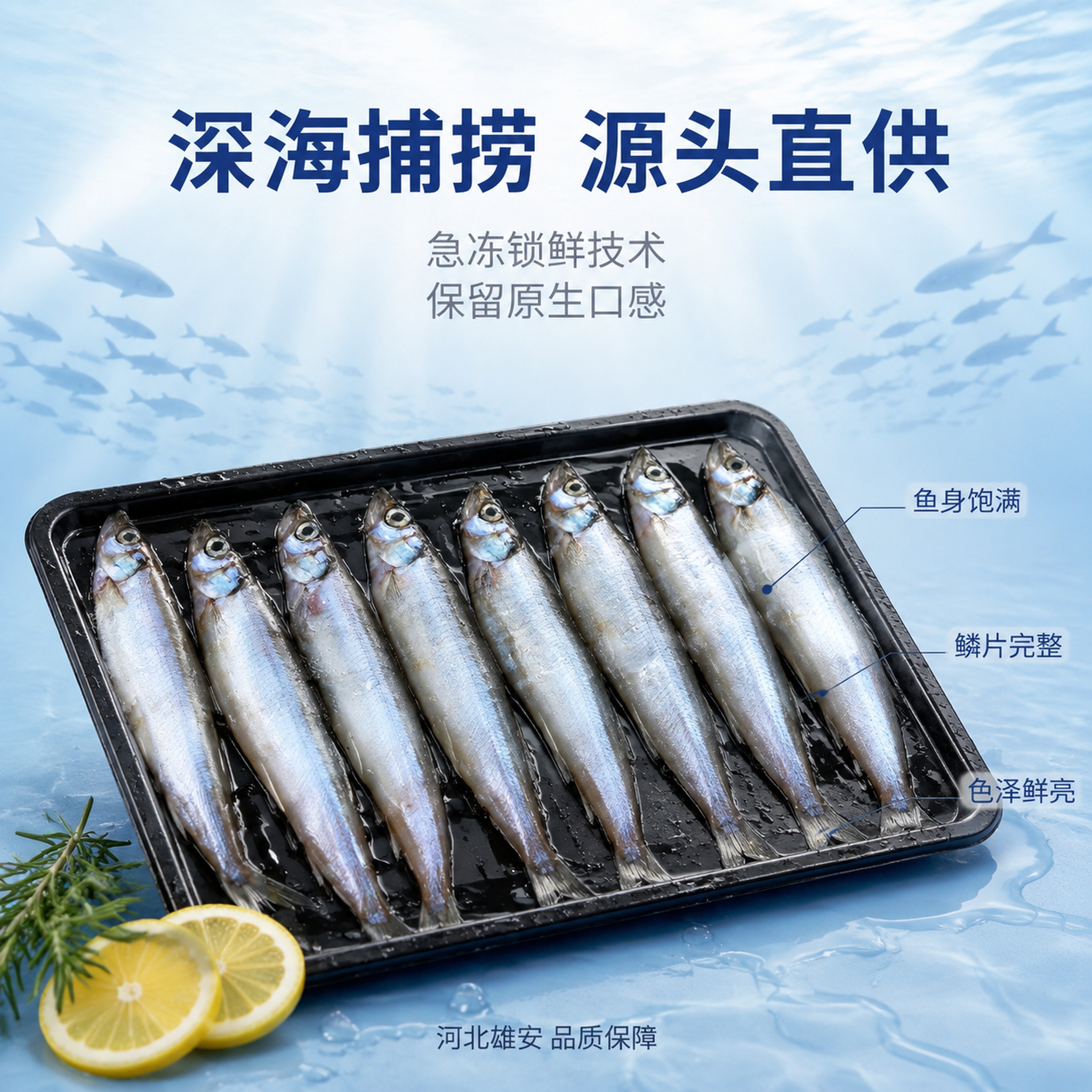 电商主图第三张，多春鱼产地溯源与品质展示。简约高级海洋风背景，… - 图片创意预览