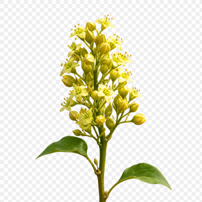 黄苦荞花穗图，PNG格式，透明背景，清晰展示黄苦荞的花穗形态，自然真实植物摄影风格预览效果