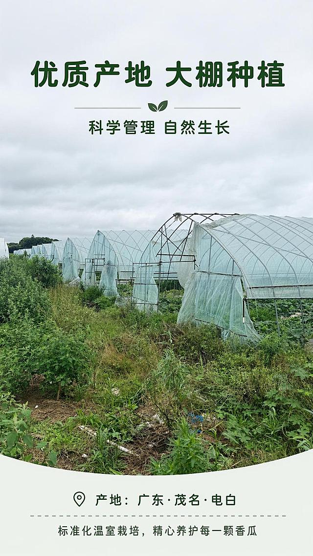 [第2屏] 产地环境展示-美浓香瓜大棚种植基地介绍。本屏使用【图5】作为场景主体，展示连片大棚基地全貌。
[氛围/风格] 开阔自然种植风，干净规整实景感，生鲜农业摄影质感。
[元素布局] 连片大棚温室占据画面中下部，占比约70%，前景为田间杂草，背景是阴天天空；保留大棚原有结构和环境比例，突出规模化种植的规模感；画面上方留标题区域，下方标注产地信息。
[光影质感] 自然阴天散射光，整体光线均匀柔和，场景清晰通透，无强烈明暗对比。
[配色色系] 全局底色 #F2F8F0；主色浅绿草地、透明棚膜；辅助色深灰钢架、深绿色标题文字。
[视角构图] 平视横向视角，连片大棚为视觉引导线，阅读动线从上标题 → 中部场景 → 底部产地说明。
[文字版式] 版式为顶部标题 + 中部场景 + 底部说明文字。主标题「优质产地 大棚种植」，副标题「科学管理 自然生长」，圆角黑体，居中对齐；底部补充说明「标准化温室栽培，精心养护每一颗香瓜」；文字清晰不遮挡主体场景。
[比例分辨率] 9:16 竖版比例，4K分辨率，文字清晰可辨，高清画质。
[负向提示词] 场景变形，色彩失真，水印，文字错乱，文字过小，模糊，杂物过度遮挡主体