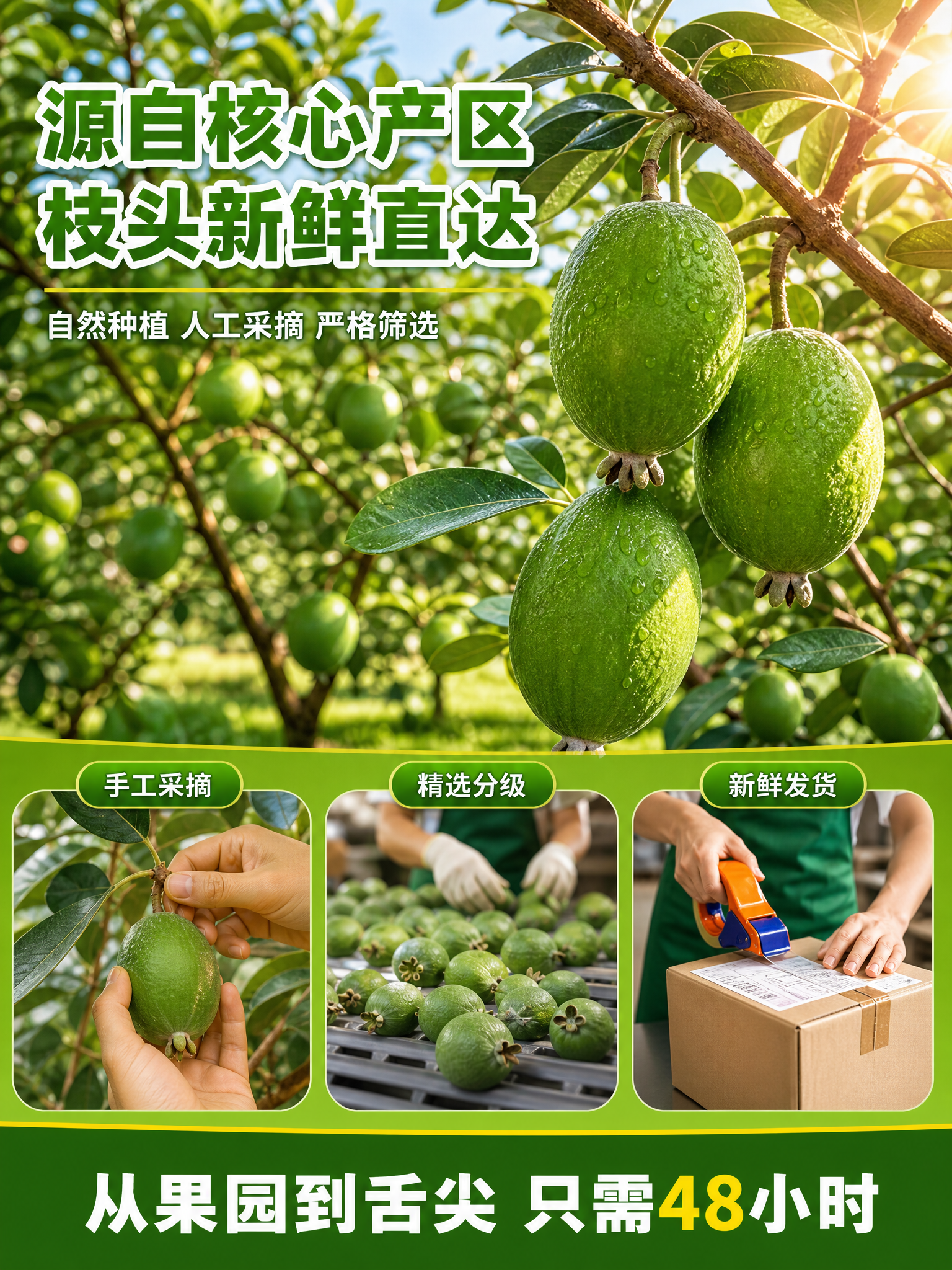 [商品] 使用【图1】挂枝斐济果、【图2】单果特写；保留斐济果… - 图片创意预览