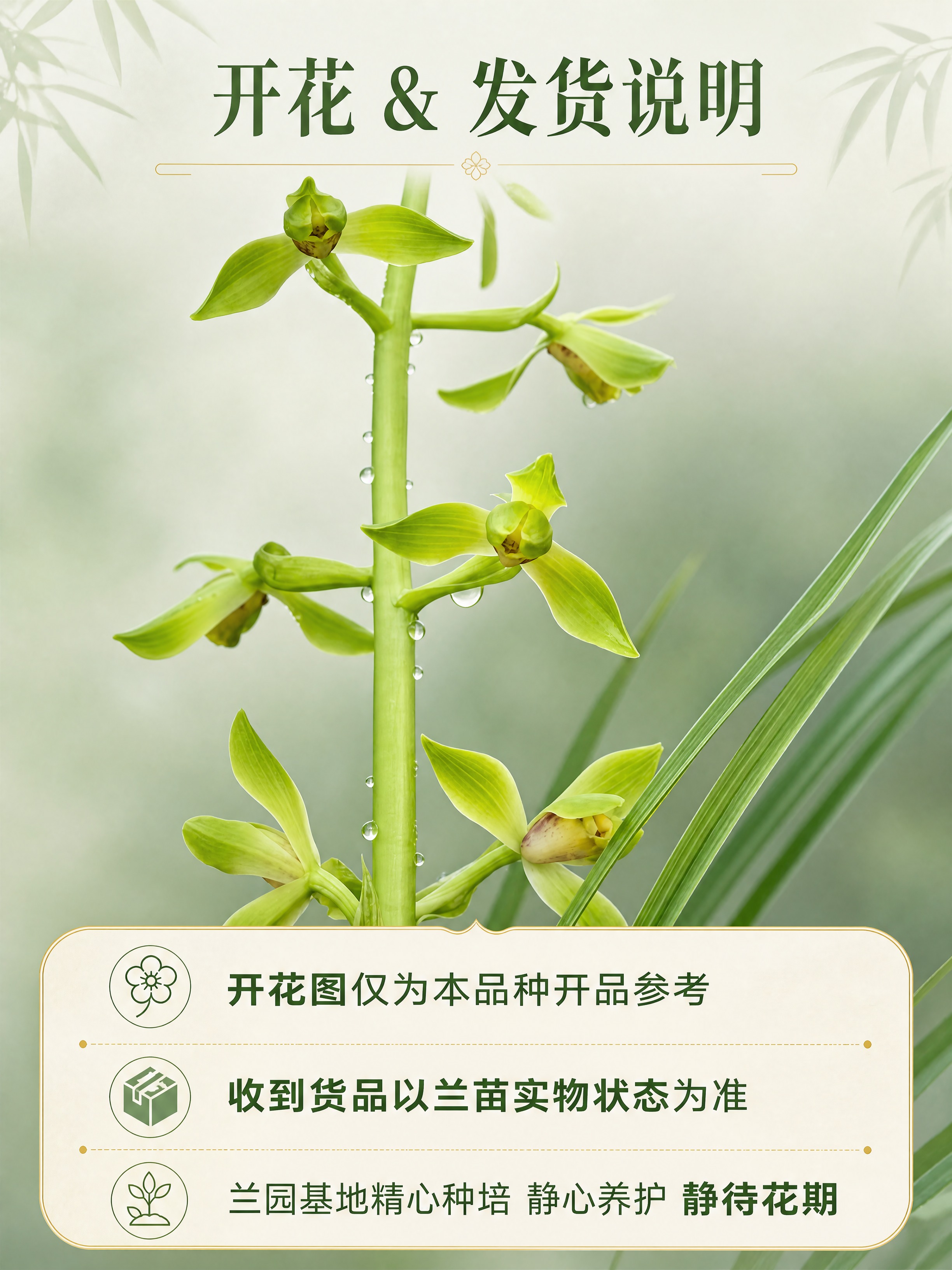 [商品] 使用【图1】翠丰兰花开花图；保留花朵结构、翠绿色花瓣… - 图片创意预览